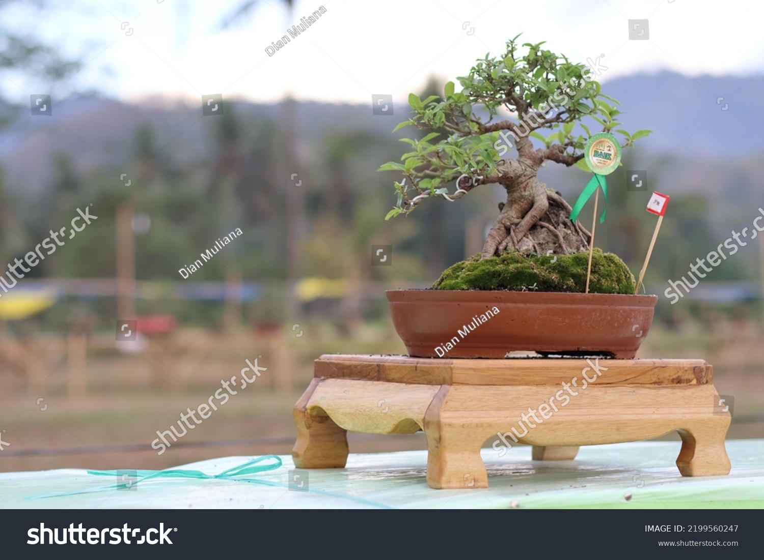 Lembar Indonesia September 09 2022 Bonsai Stock Photo 2199560247 ...