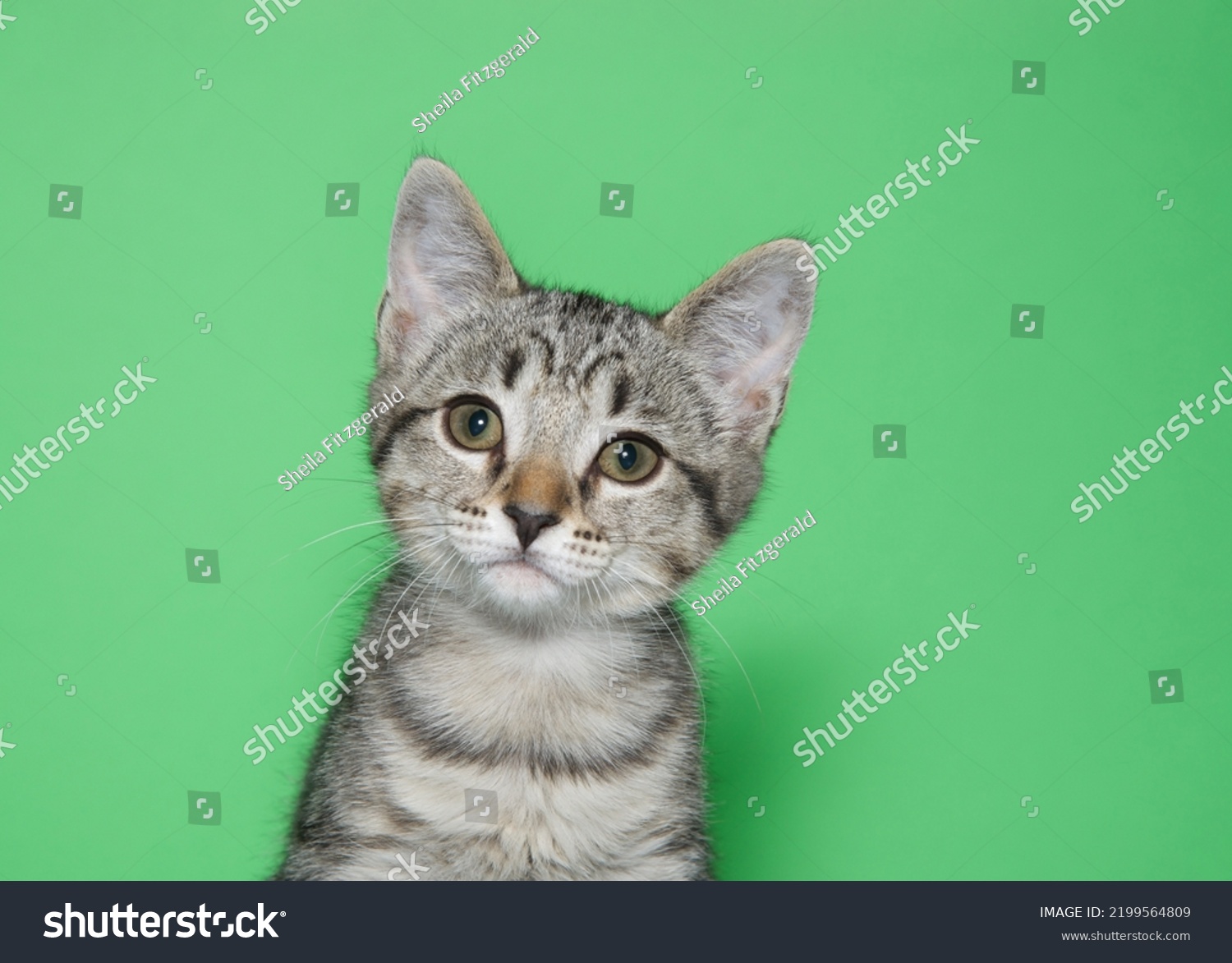 Close Portrait One Grey White Tabby Stock Photo 2199564809 | Shutterstock