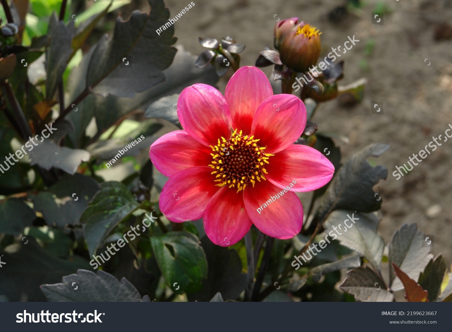 Close Dahlia Dahlegria Tricolore Variety Stunning Stock Photo ...