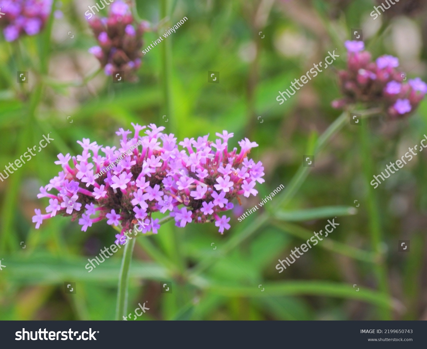 Verbena Bonariensis Flowers Argentinian Vervain Purpletop Stock Photo ...