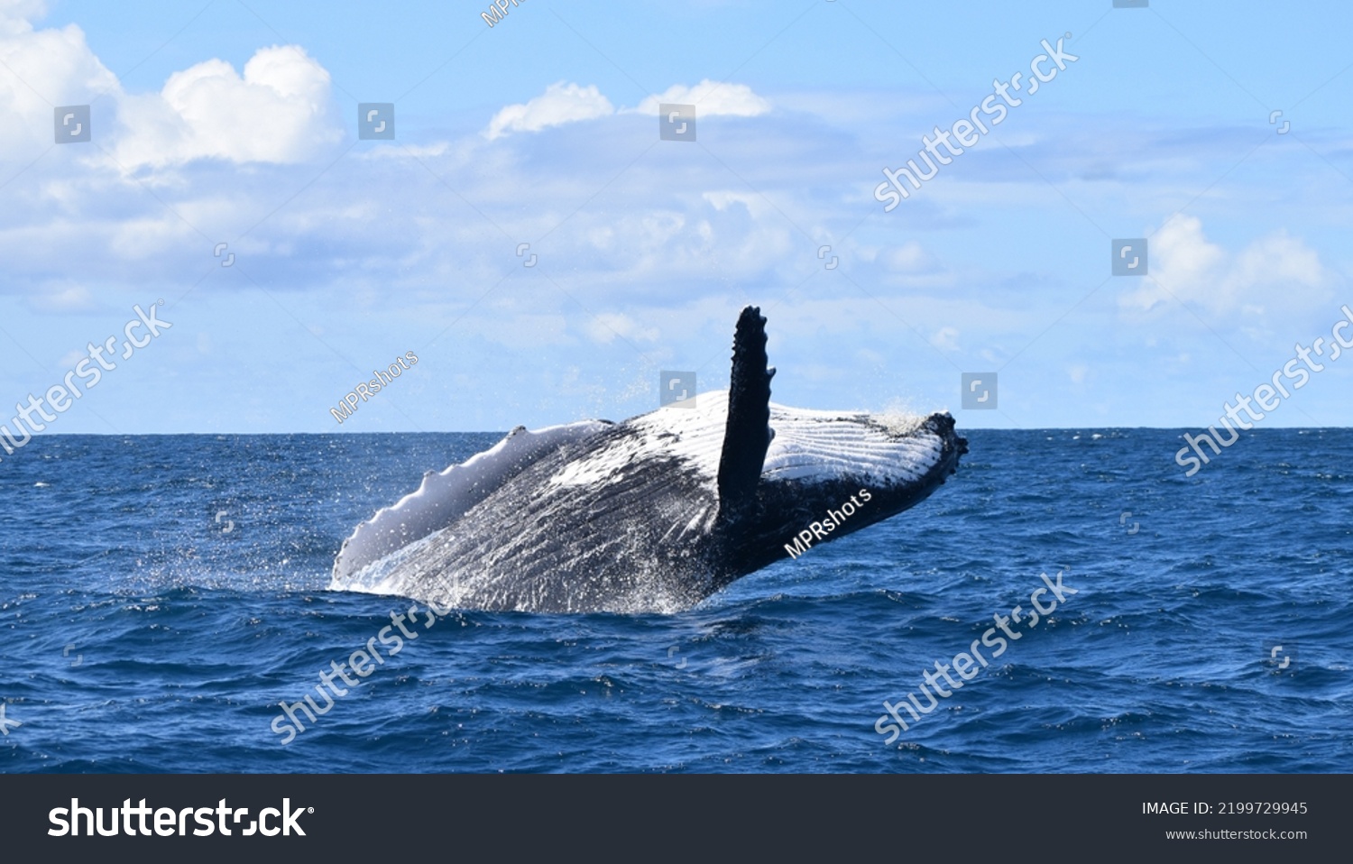 Humpback Whale Breaching Out Ocean Stock Photo 2199729945 | Shutterstock