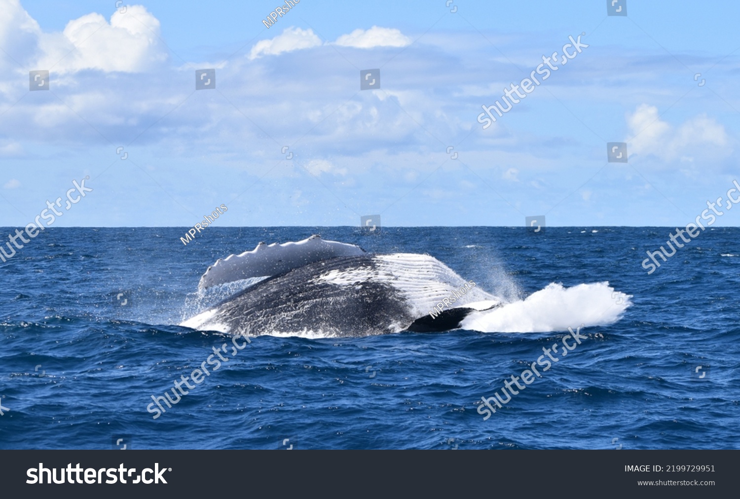 Humpback Whale Breaching Out Ocean Stock Photo 2199729951 | Shutterstock