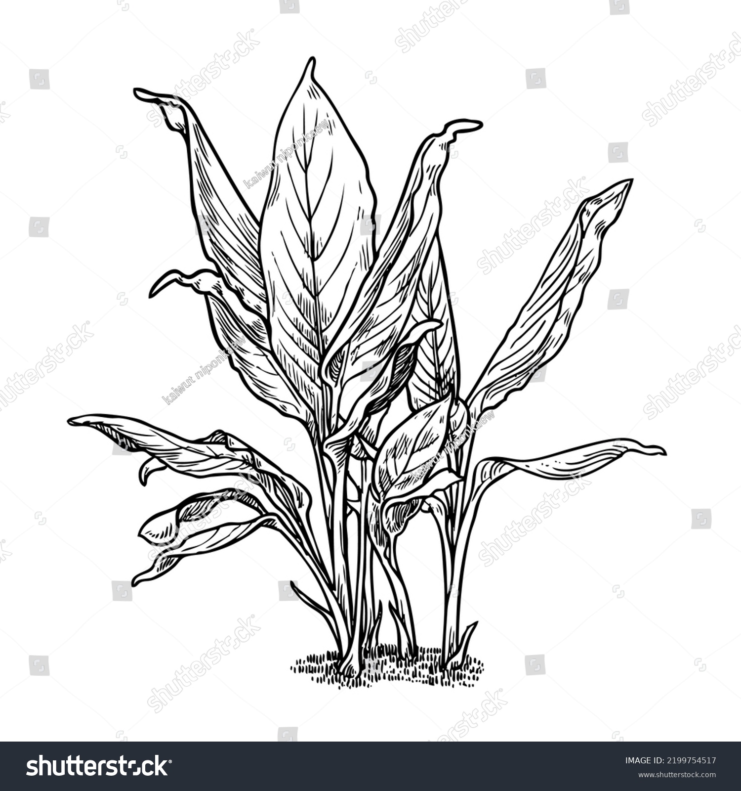 Ginger Root Plant Vector Sketch Vector Stock Vector (Royalty Free ...