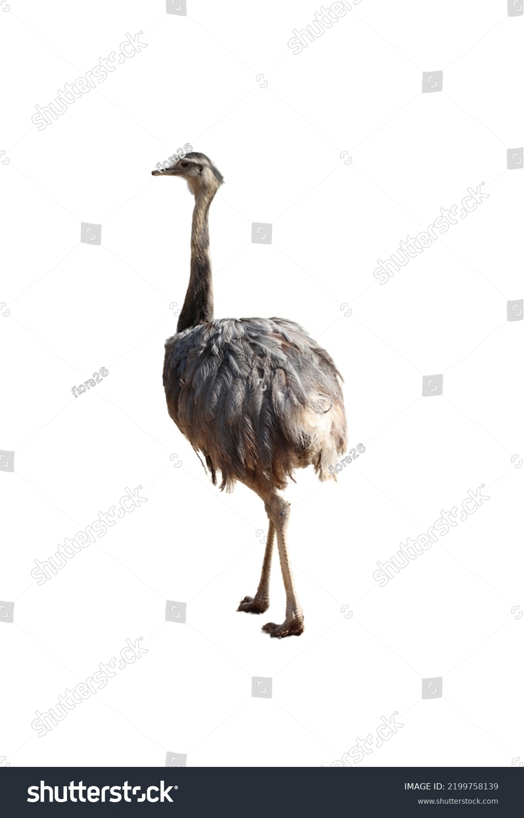 Big Bird South America Named Nandu Stock Photo 2199758139 