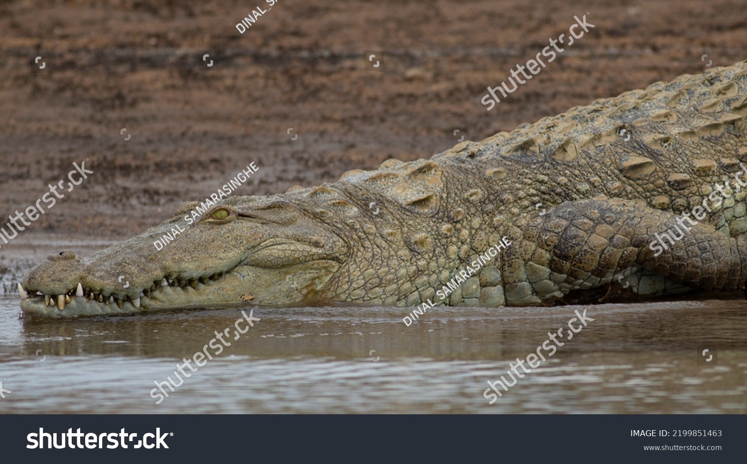 Crocodile Water Crocodile Sliding Into Water Stock Photo 2199851463 ...