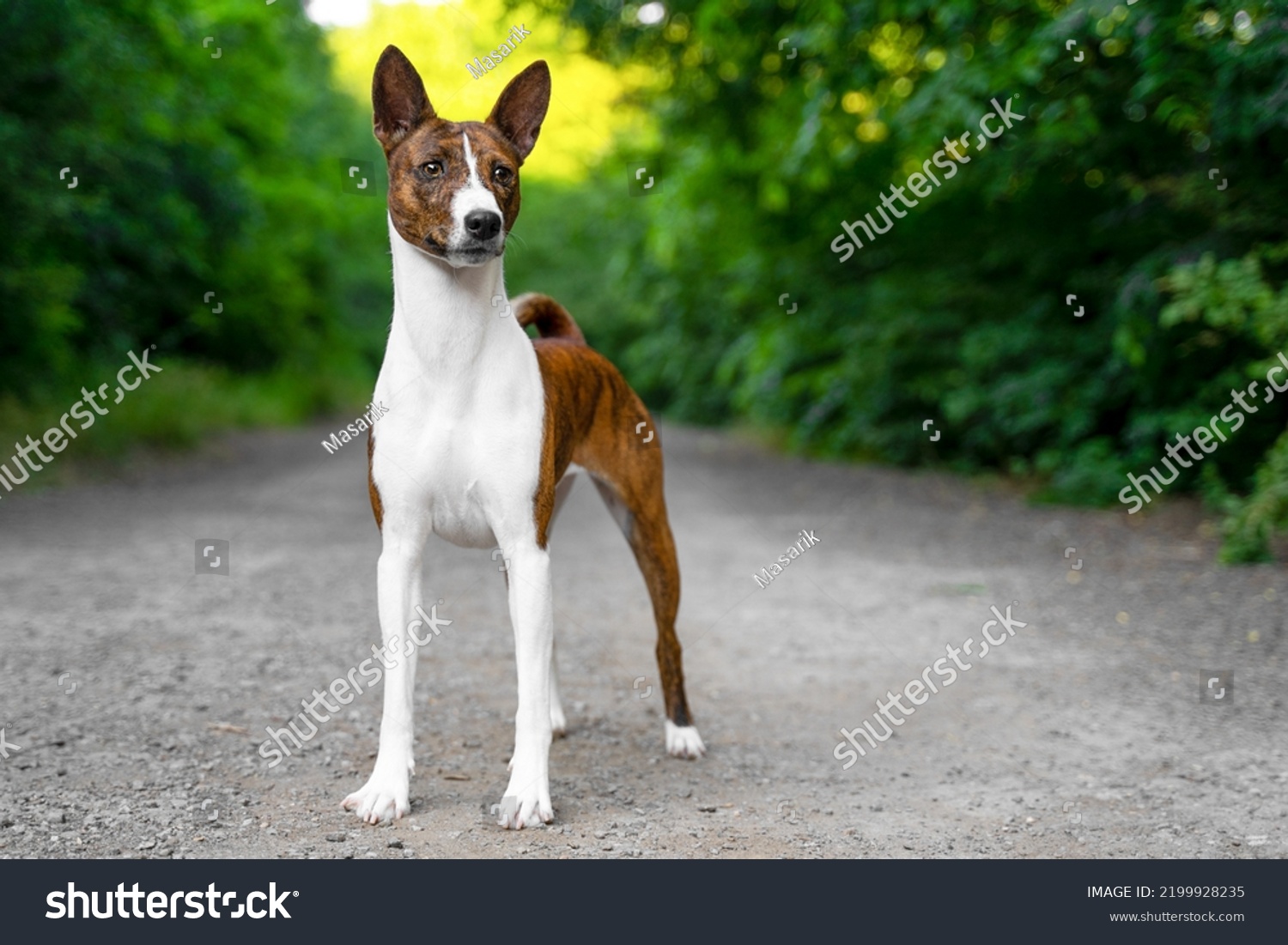 Portrait Dog Red Basenji Standing Summer Stock Photo 2199928235 ...