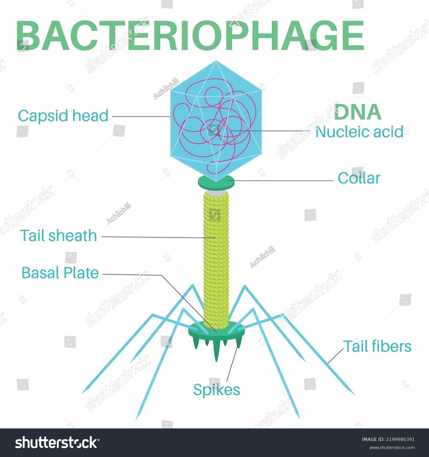 Structure Bacteriophage Virus That Infects Reproduces Stock Vector ...