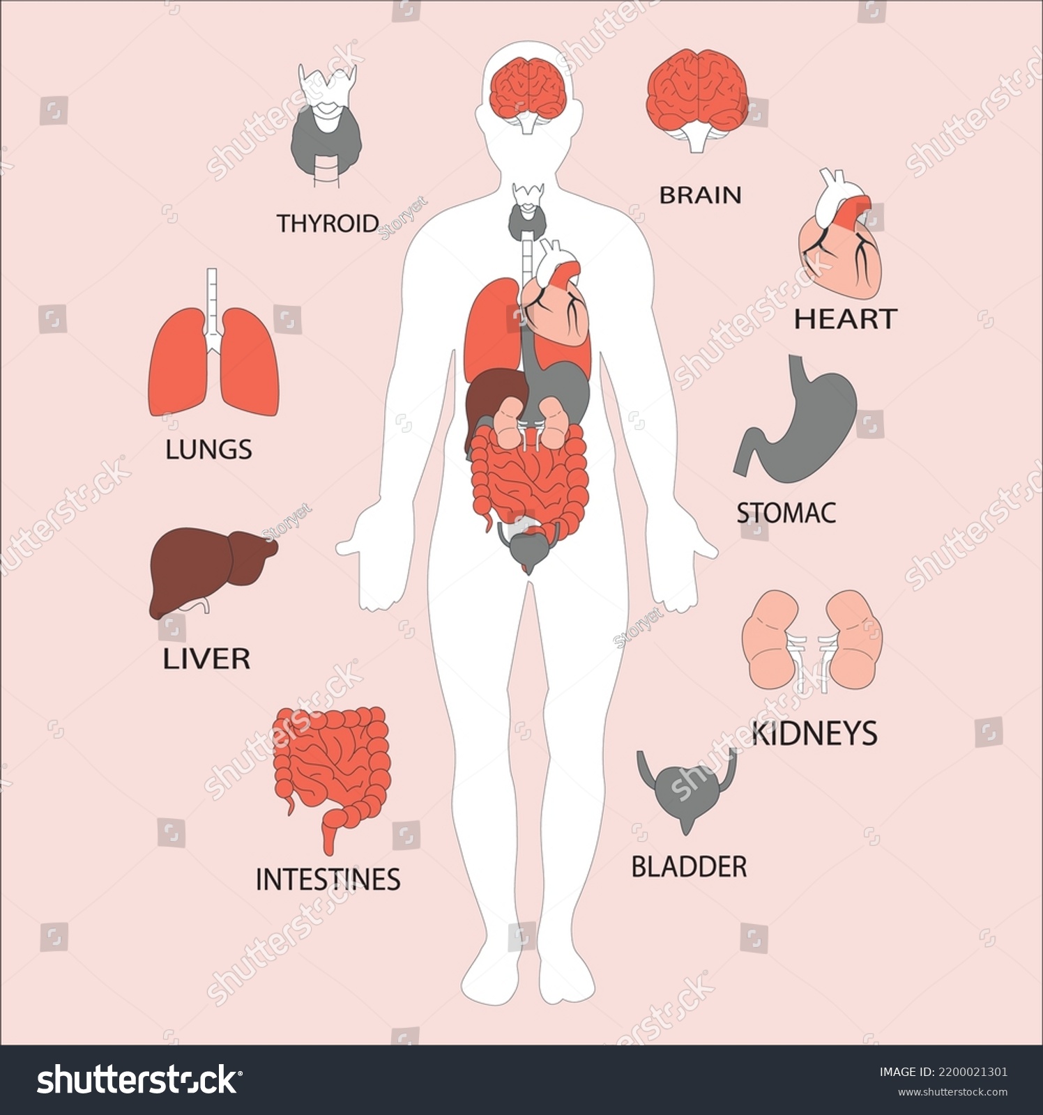 Anatomical Structure Human Body Muscular System Stock Vector (Royalty ...