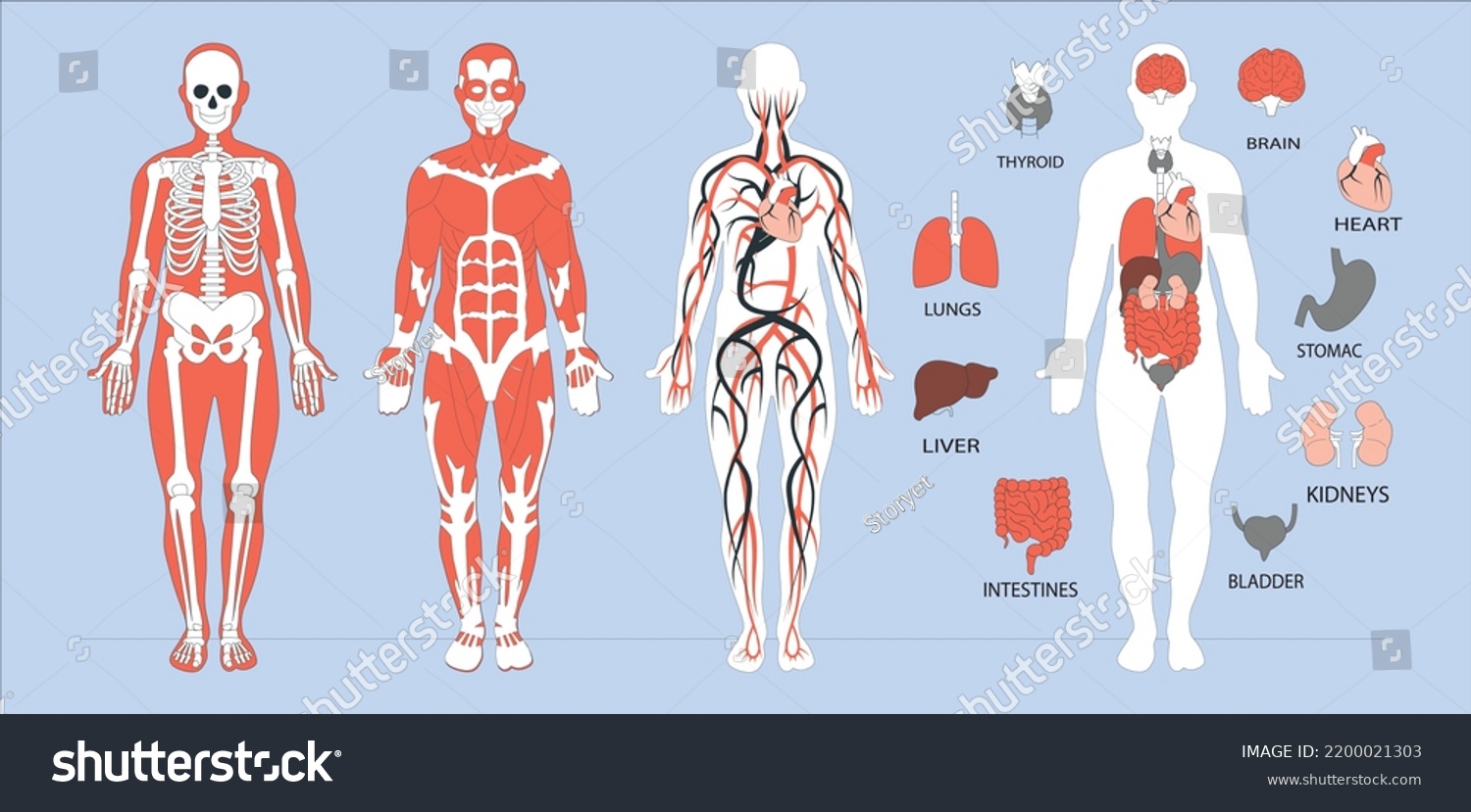 Human Body Anatomy Human Body Skeleton Stock Vector (Royalty Free ...