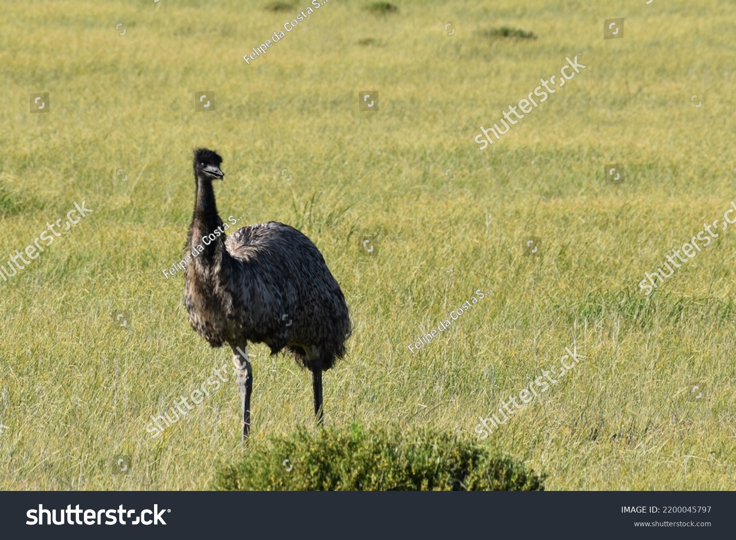 Emu Australias Largest Native Bird Stock Photo 2200045797 | Shutterstock