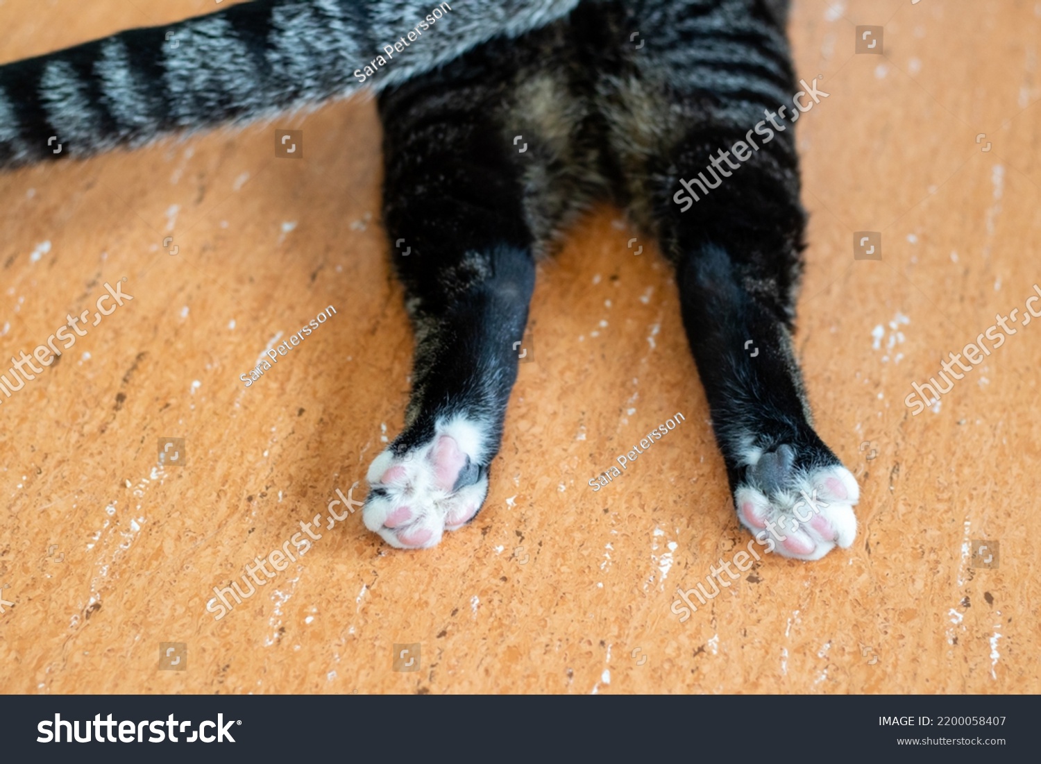 black-brown-tabby-cats-hind-legs-stock-photo-2200058407-shutterstock