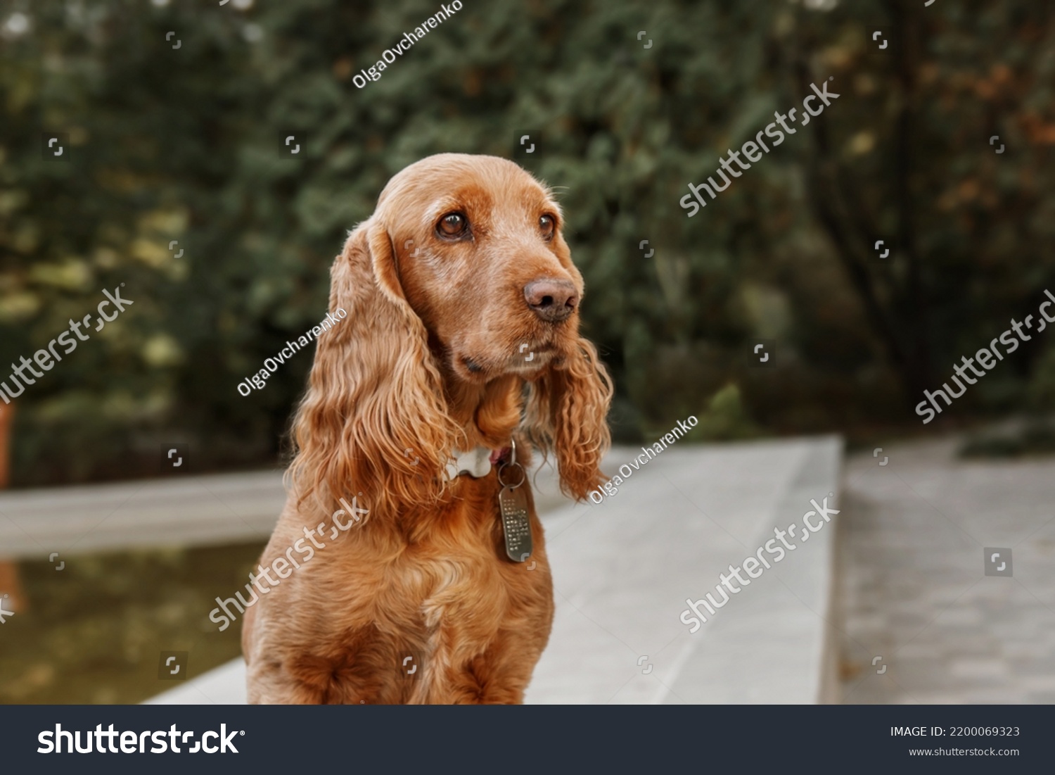 English Cocker Spaniel Dog Portrait Fall Stock Photo 2200069323 Shutterstock