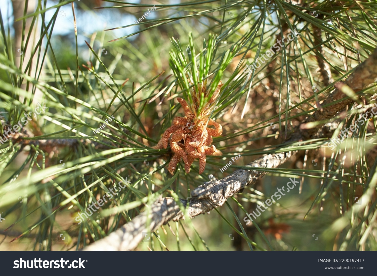 Monterey Pine Tree Pinus Radiata Woodland Stock Photo 2200197417 ...