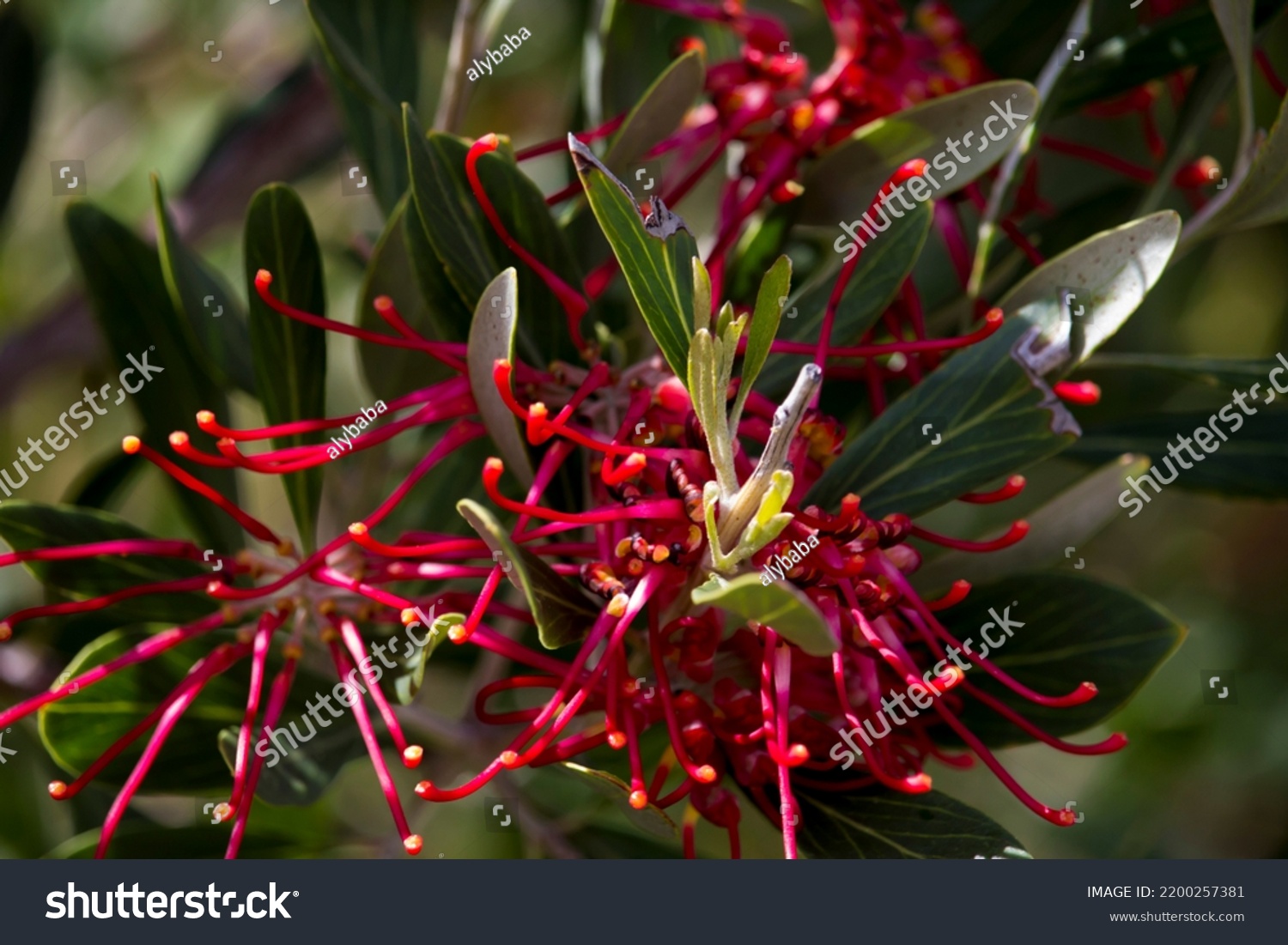 Grevillea Obtusifolia Known Obtuse Leaved Grevillea Stock Photo ...