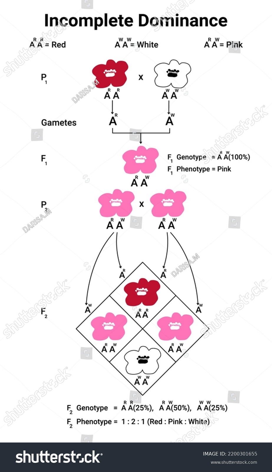 Diagram Incomplete Dominance Flower Law Segregation Stock Vector