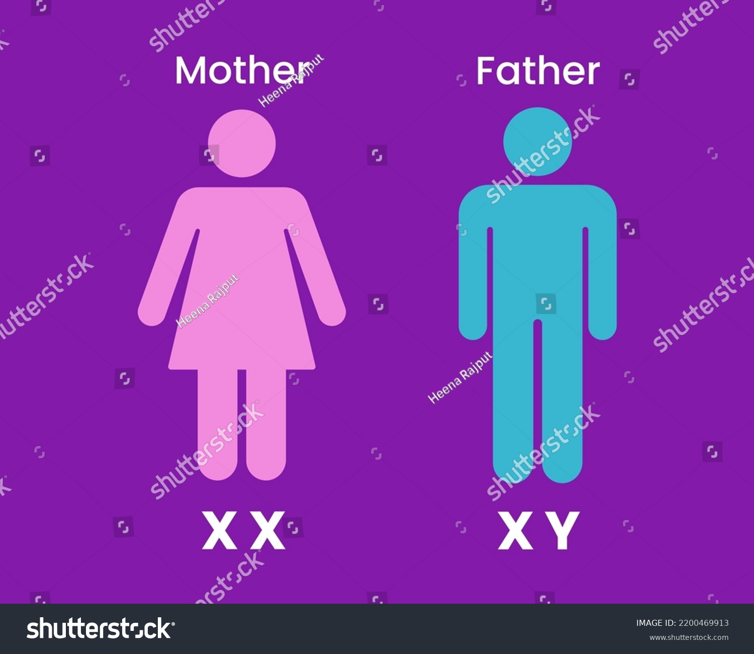 Human Sex Determination Human Reproduction Process Stock Vector