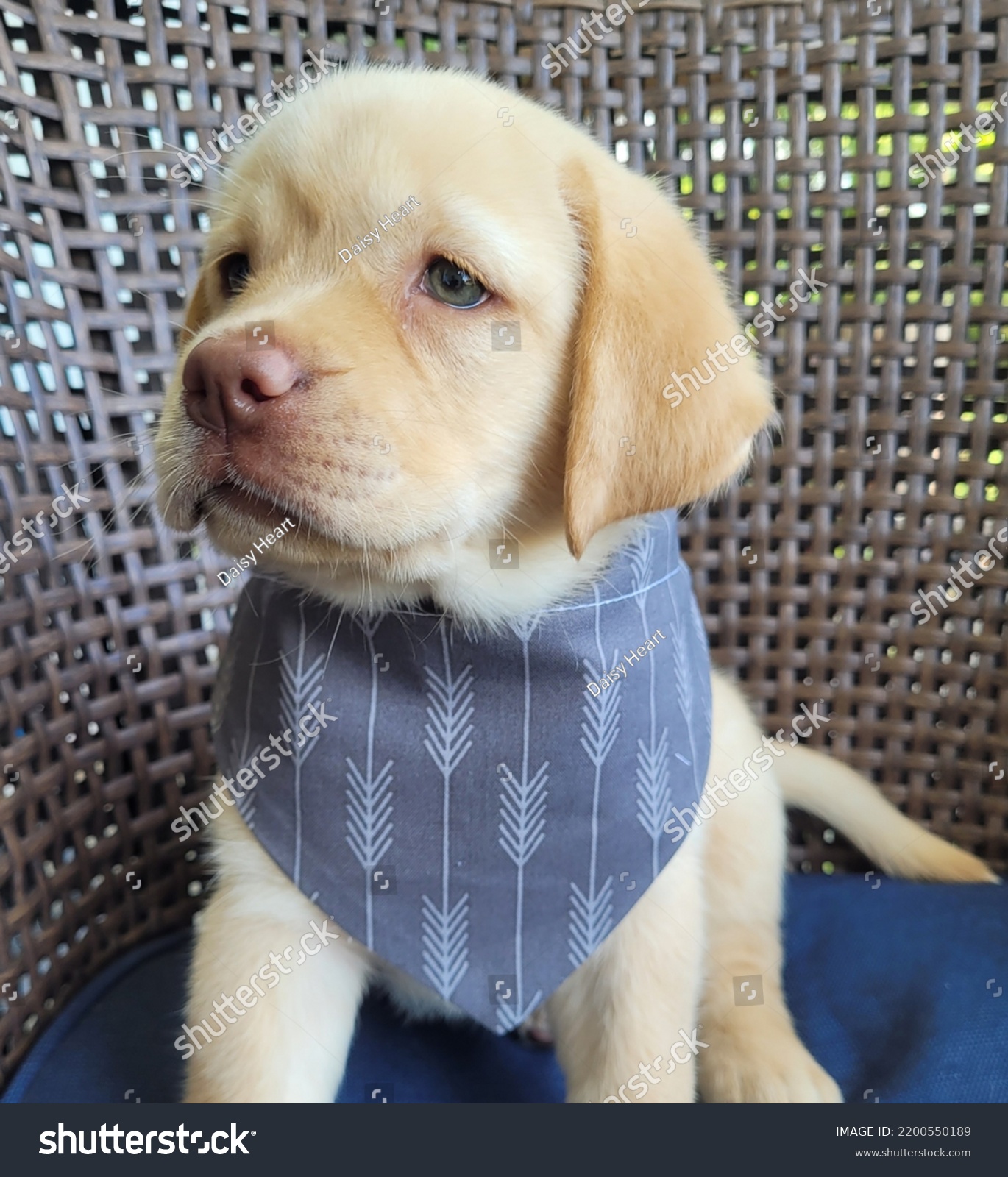 blue dog puppy lab