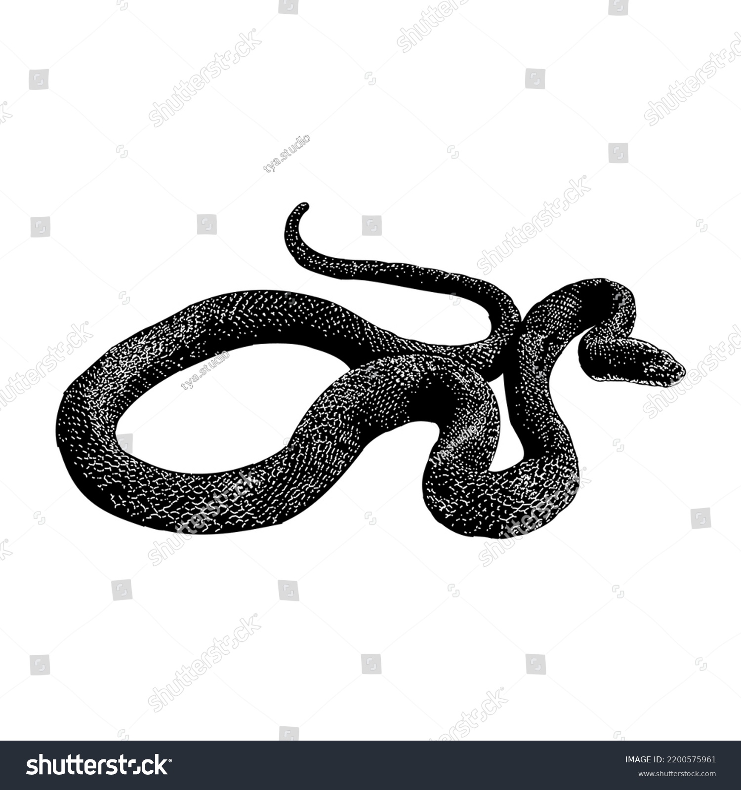 Eastern Rat Snake Hand Drawing Vector Stock Vector (Royalty Free ...