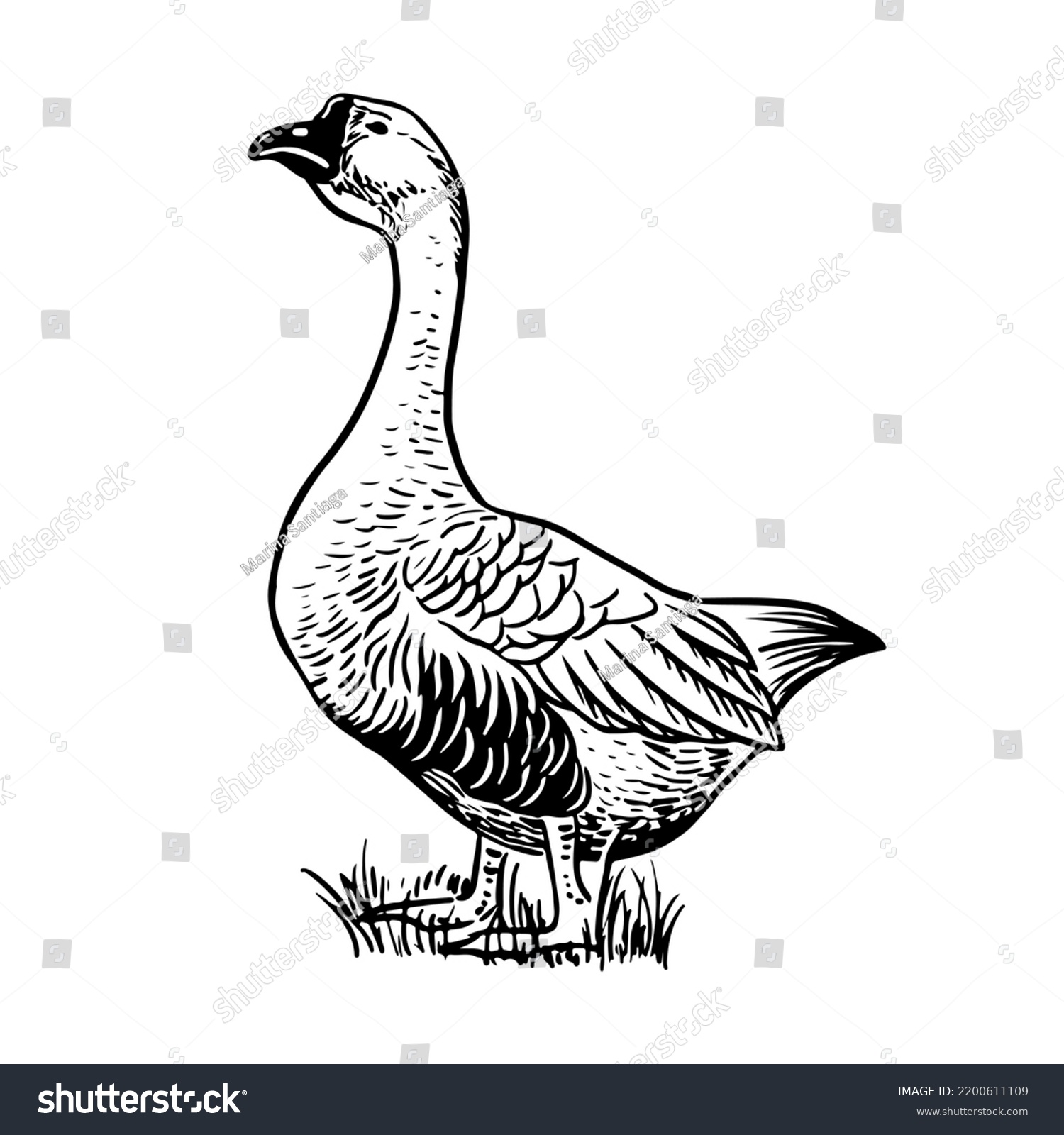 Sketch Style Vector Illustration Domestic Fowl Stock Vector (Royalty ...