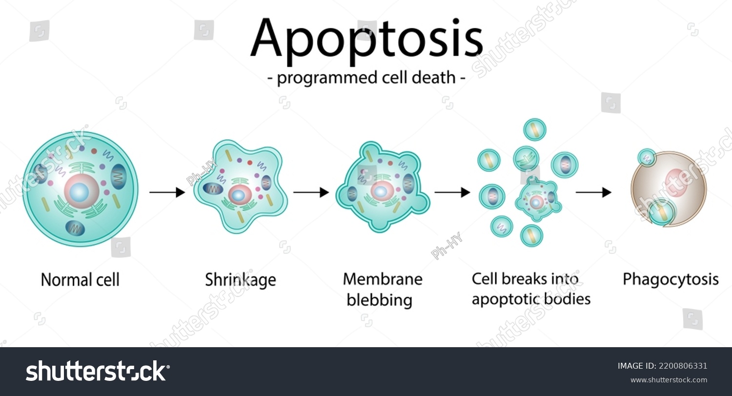 Apoptosis Programmed Cell Death Aging Process Stock Illustration ...