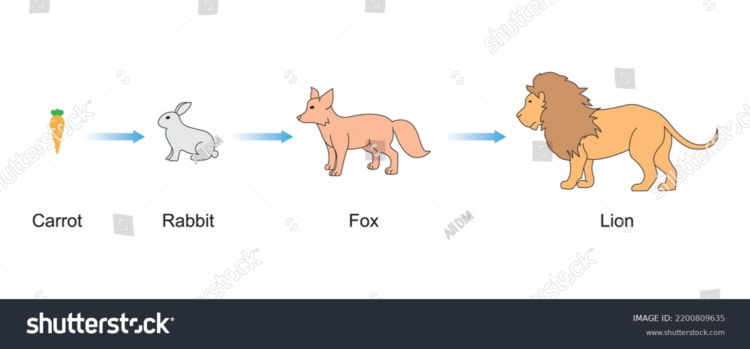 Scientific Designing Food Chain Most Importante Stock Vector (Royalty ... Biology Diagrams