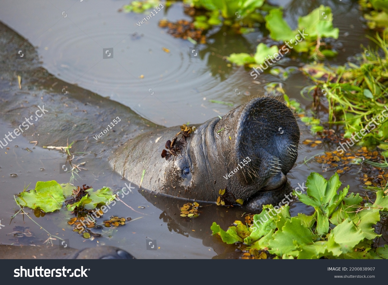 West Indian Manatee Latin Trichechus Manatus Stock Photo 2200838907 ...