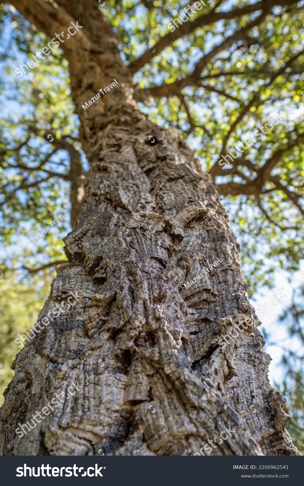 quercus suber