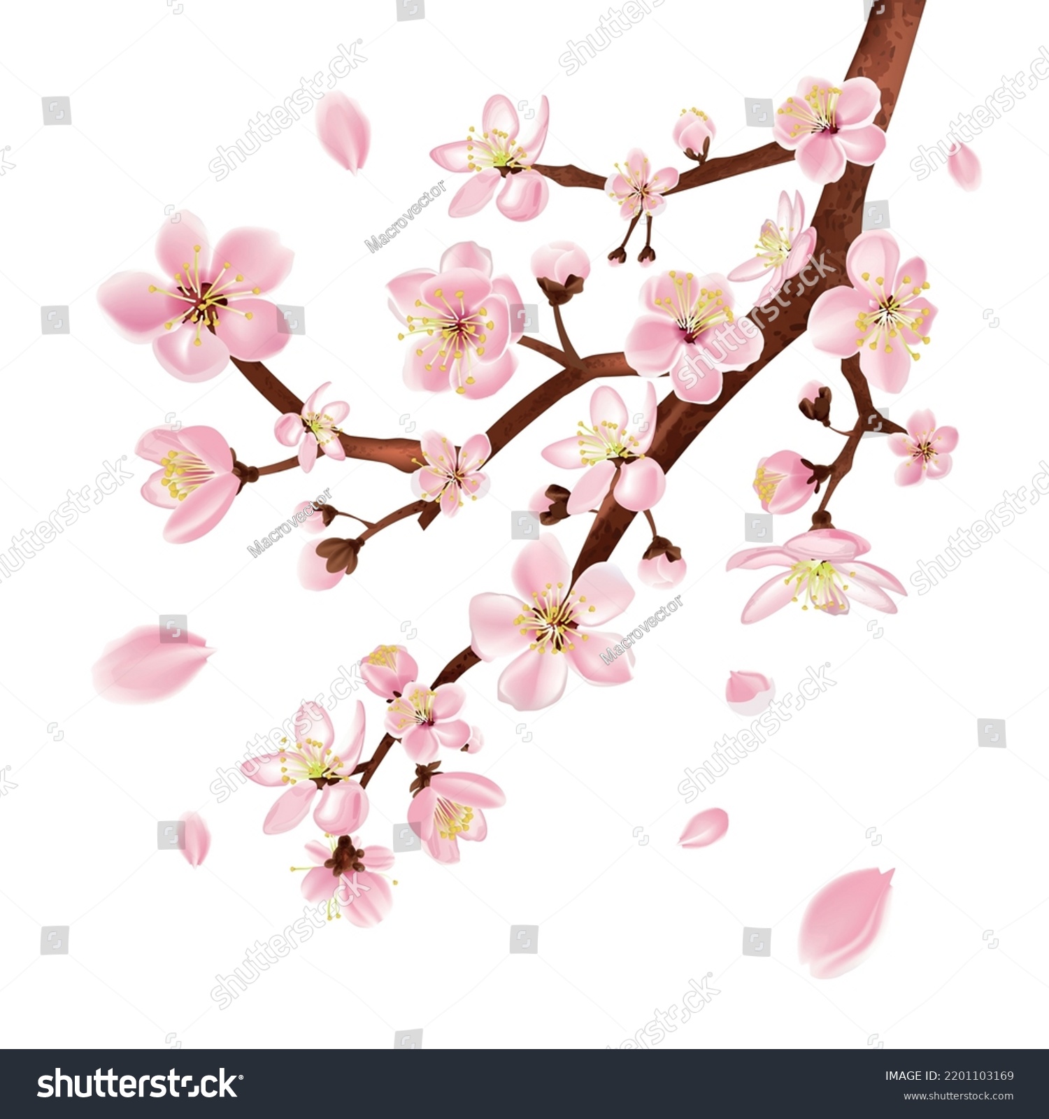 White Flowers Branch Bloom Blossom Symbols Stock Vector (Royalty Free ...