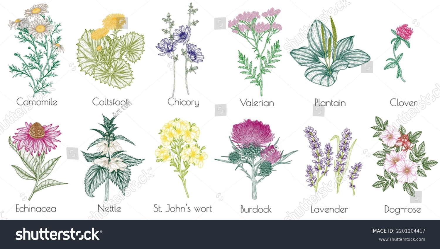 Vector Set 12 Medicinal Herbs Plants Stock Vector (Royalty Free ...