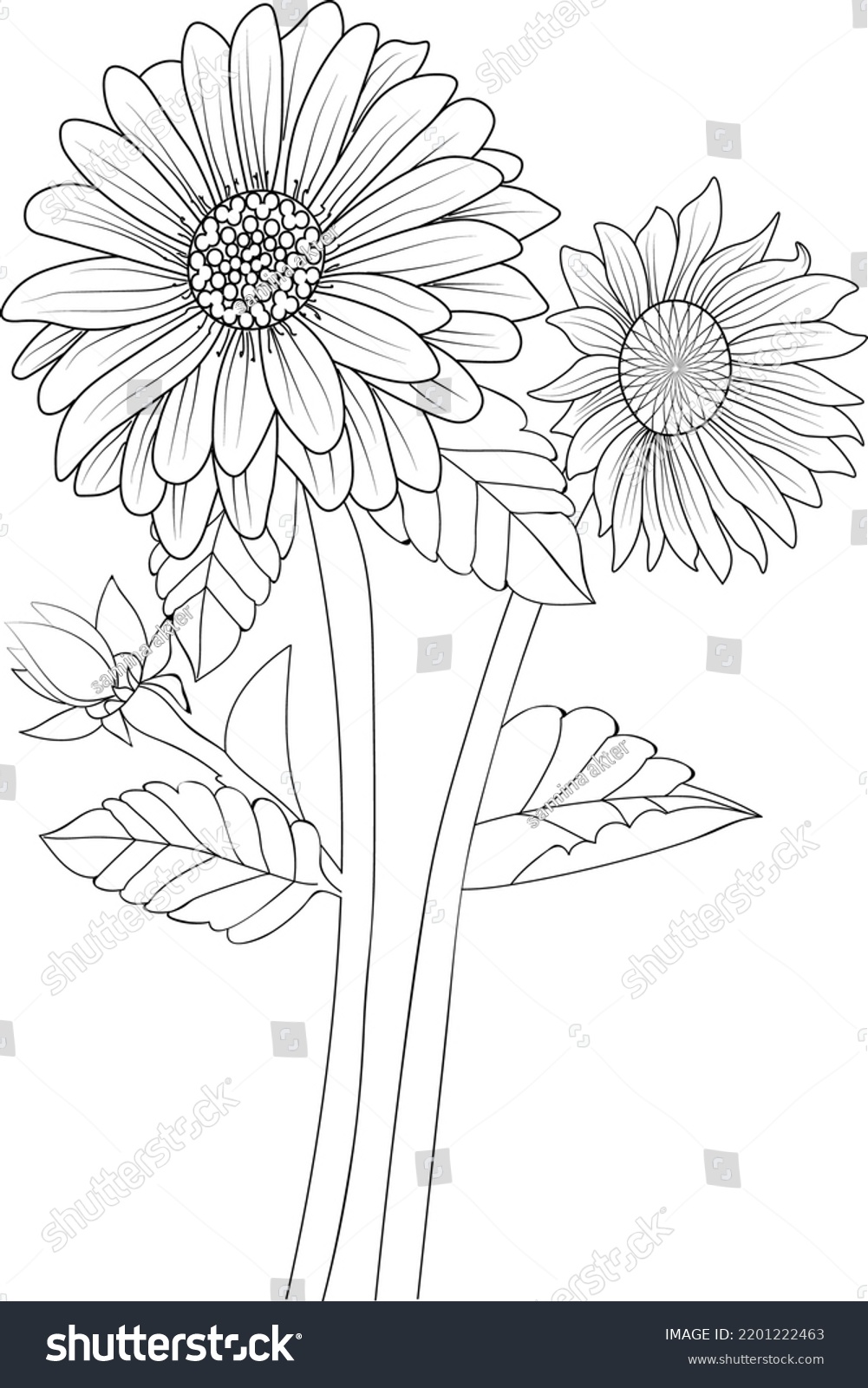 Sunflower Coloring Page Hand Drawn Botanical Stock Vector (Royalty Free ...