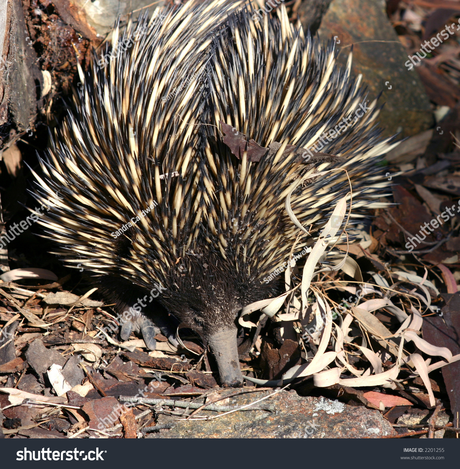 Echidna Spiny Anteater Australian Native Animal Stock Photo 2201255 ...