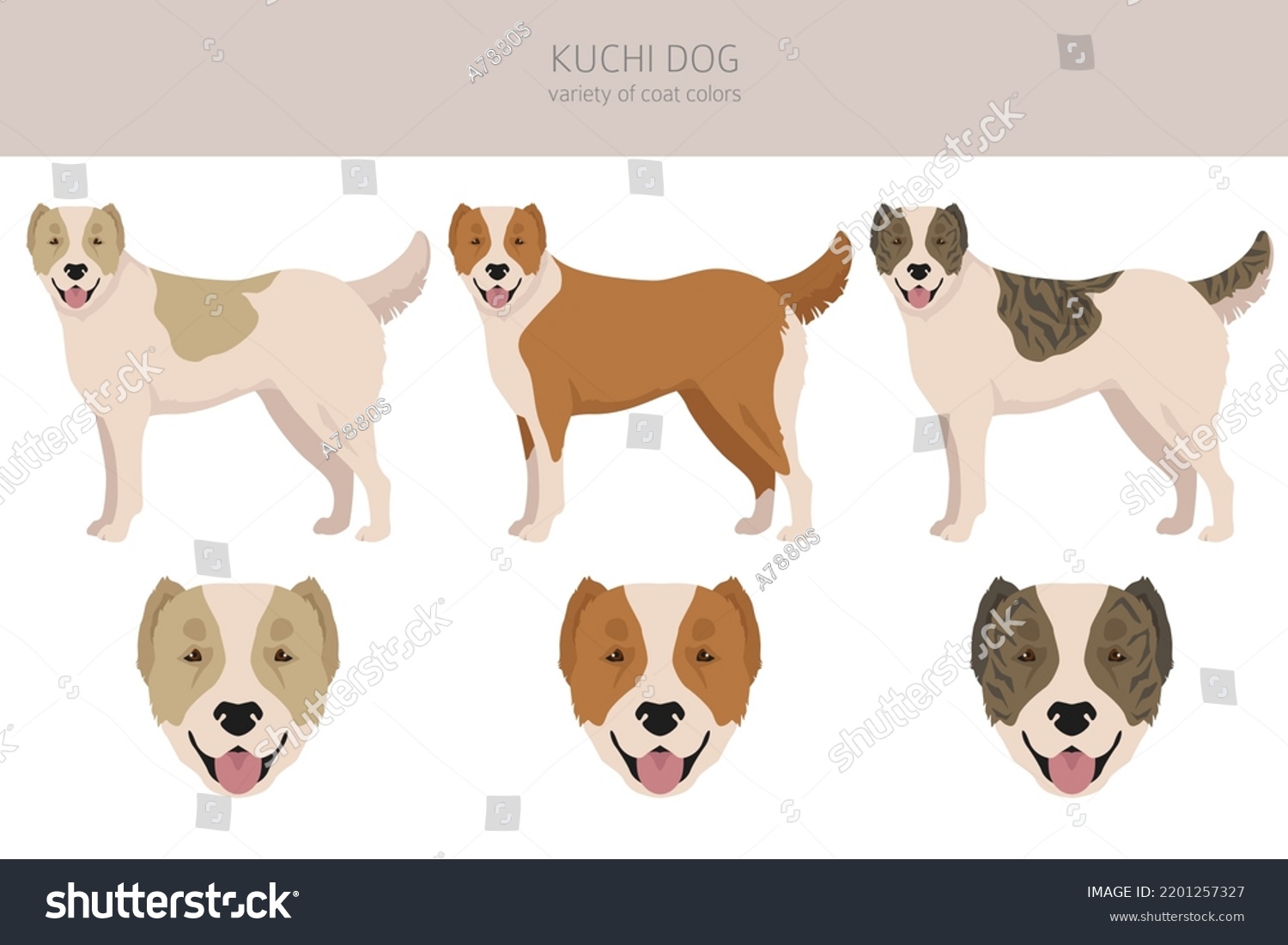 Kuchi Dog Clipart Different Coat Colors Stock Vector (Royalty Free ...