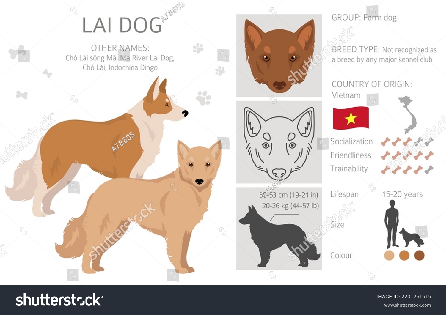 Vietnamese Lai Dog Clipart Different Coat Stock Vector (Royalty Free ...