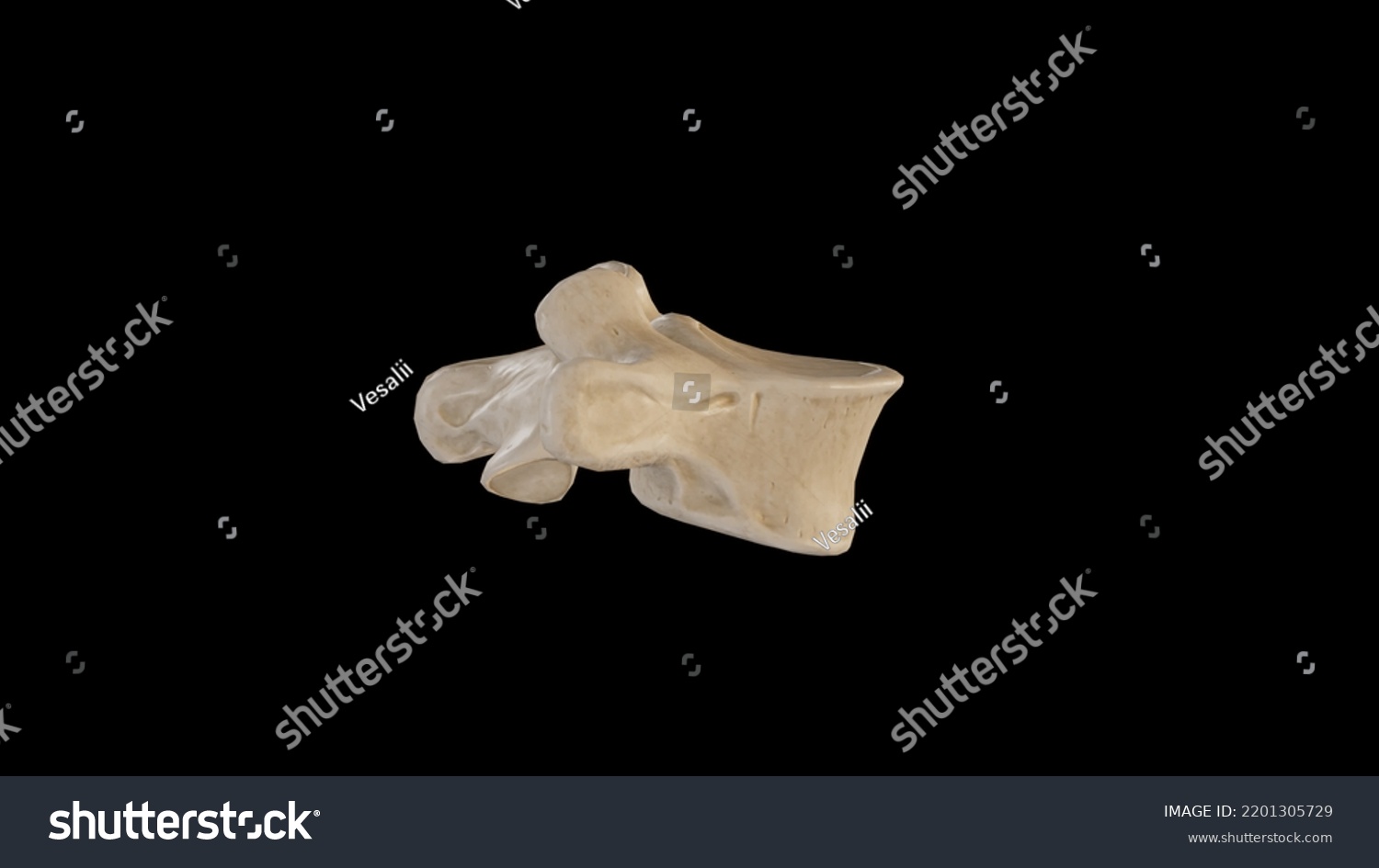 Lateral View Fifth Lumbar Vertebra L53d Stock Illustration 2201305729 ...