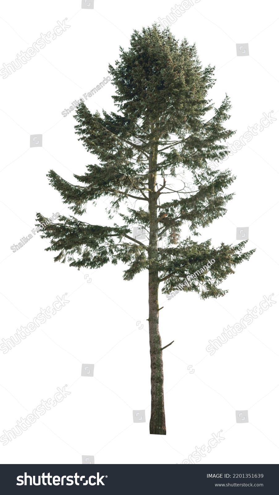 Tree Isolated On White Background Single Stock Photo 2201351639 ...