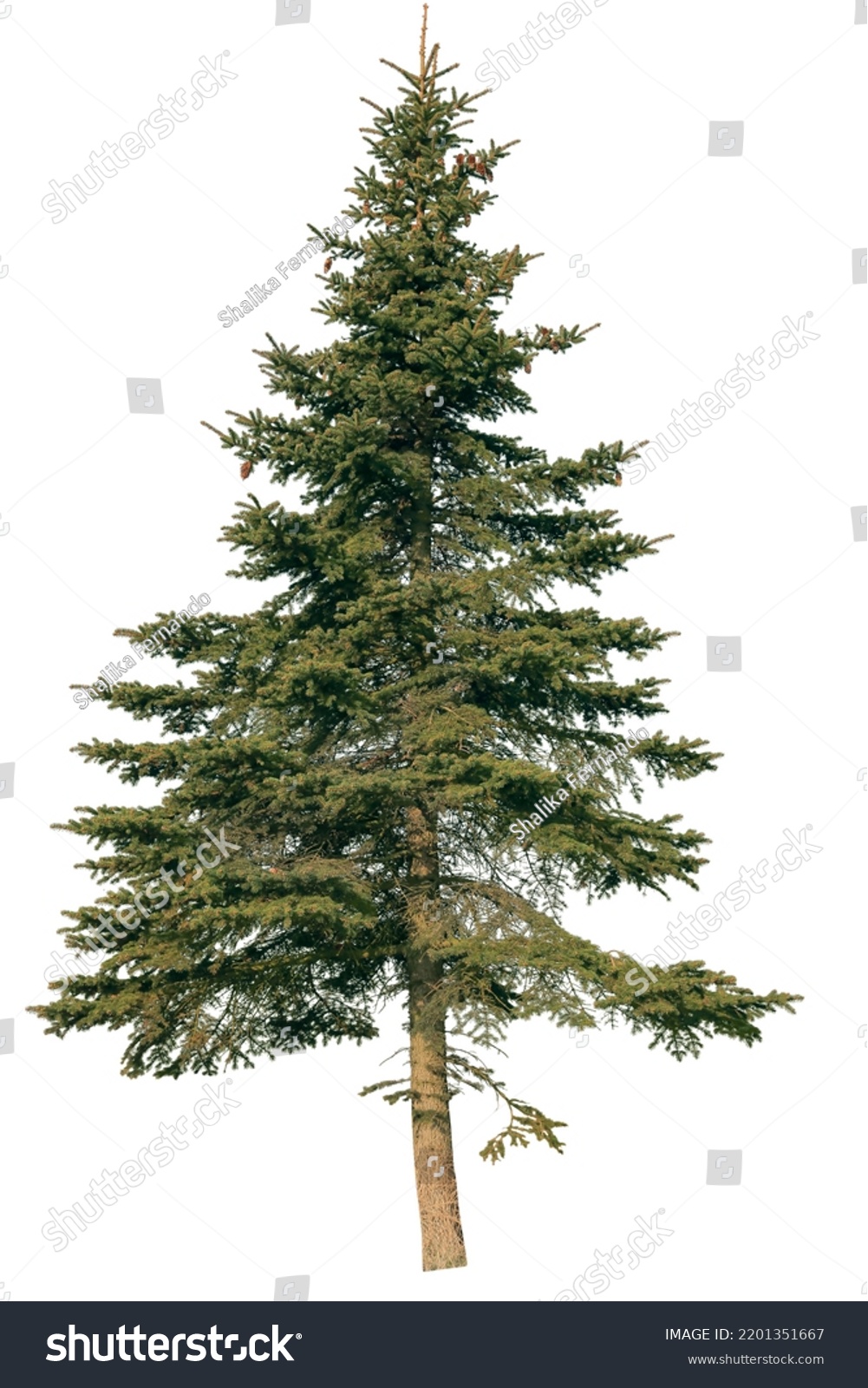 Tree Isolated On White Background Single Stock Photo 2201351667 ...