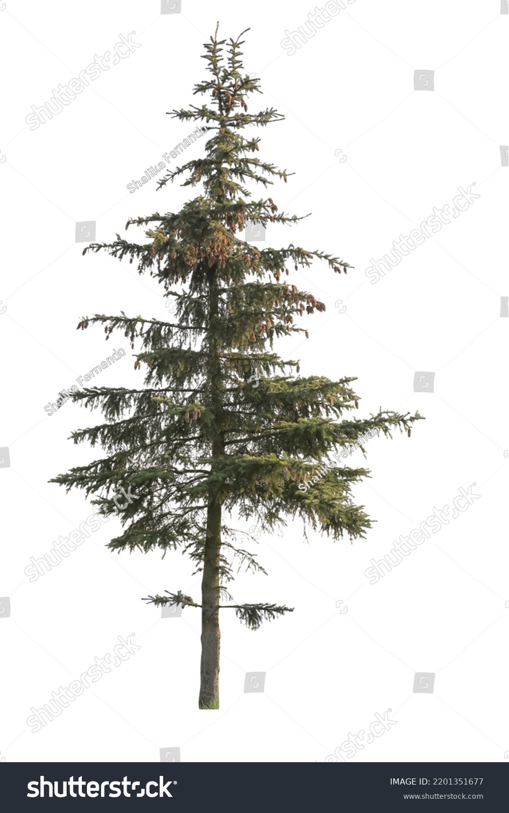 Tree Isolated On White Background Single Stock Photo 2201351677 ...