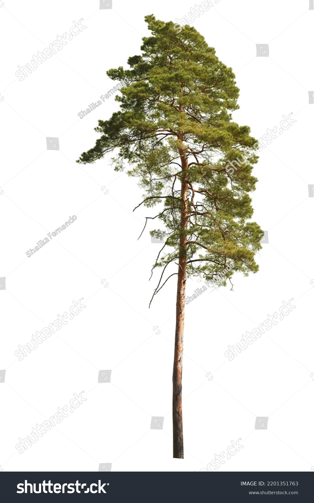 Tree Isolated On White Background Single Stock Photo 2201351763 ...