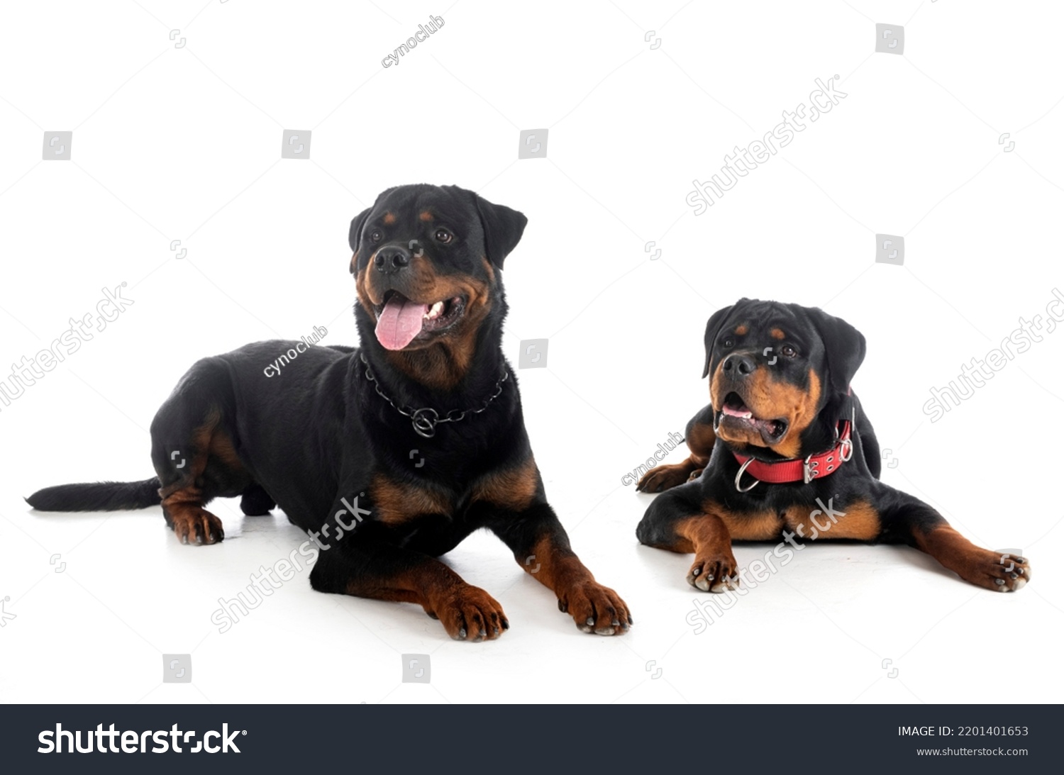 Two Rottweilers Front White Background Stock Photo 2201401653 ...