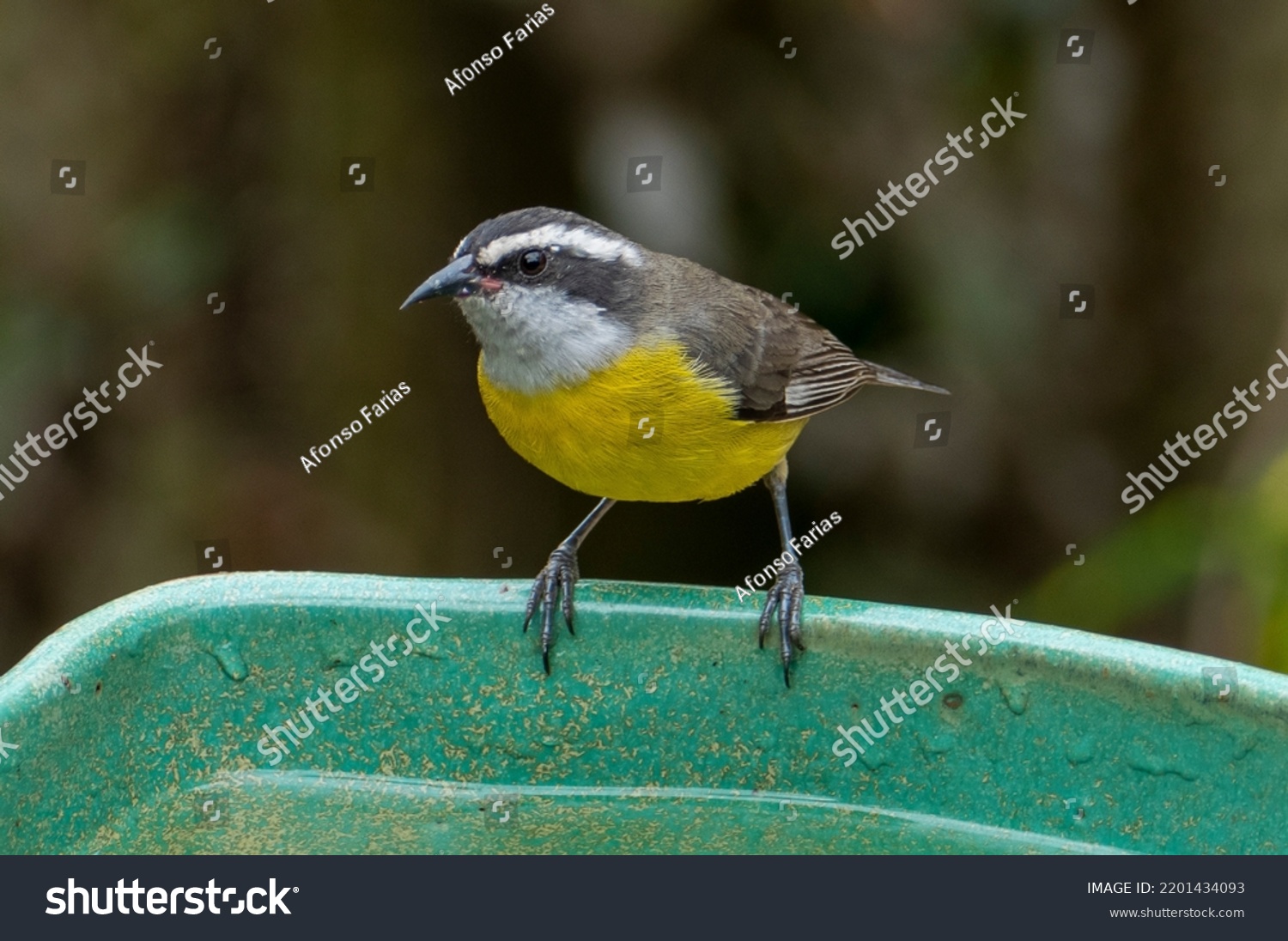 Bananaquit Coereba Flaveola Species Passerine Bird Stock Photo ...