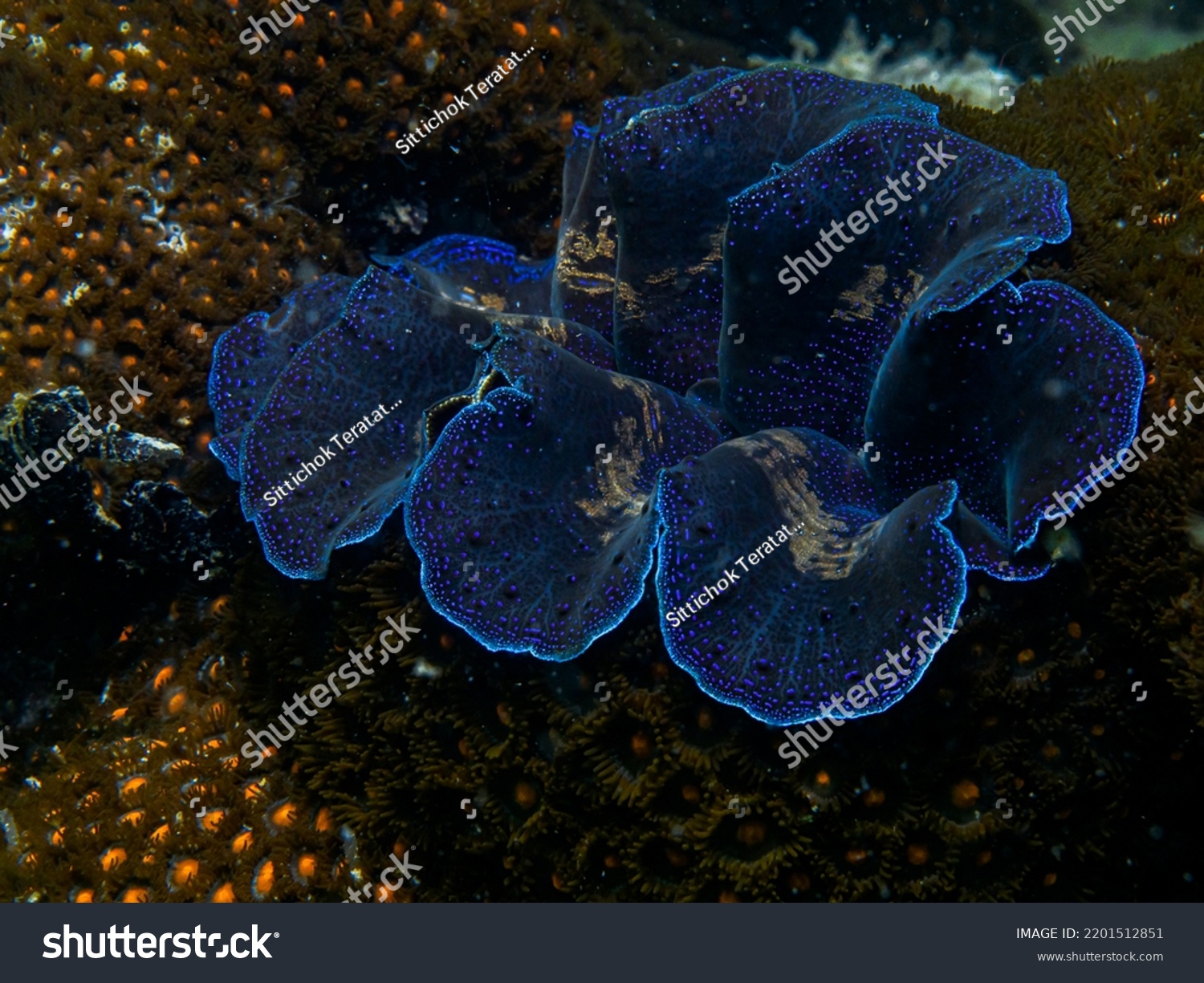 Giant Clam Genus Large Bivalves Stock Photo 2201512851 | Shutterstock