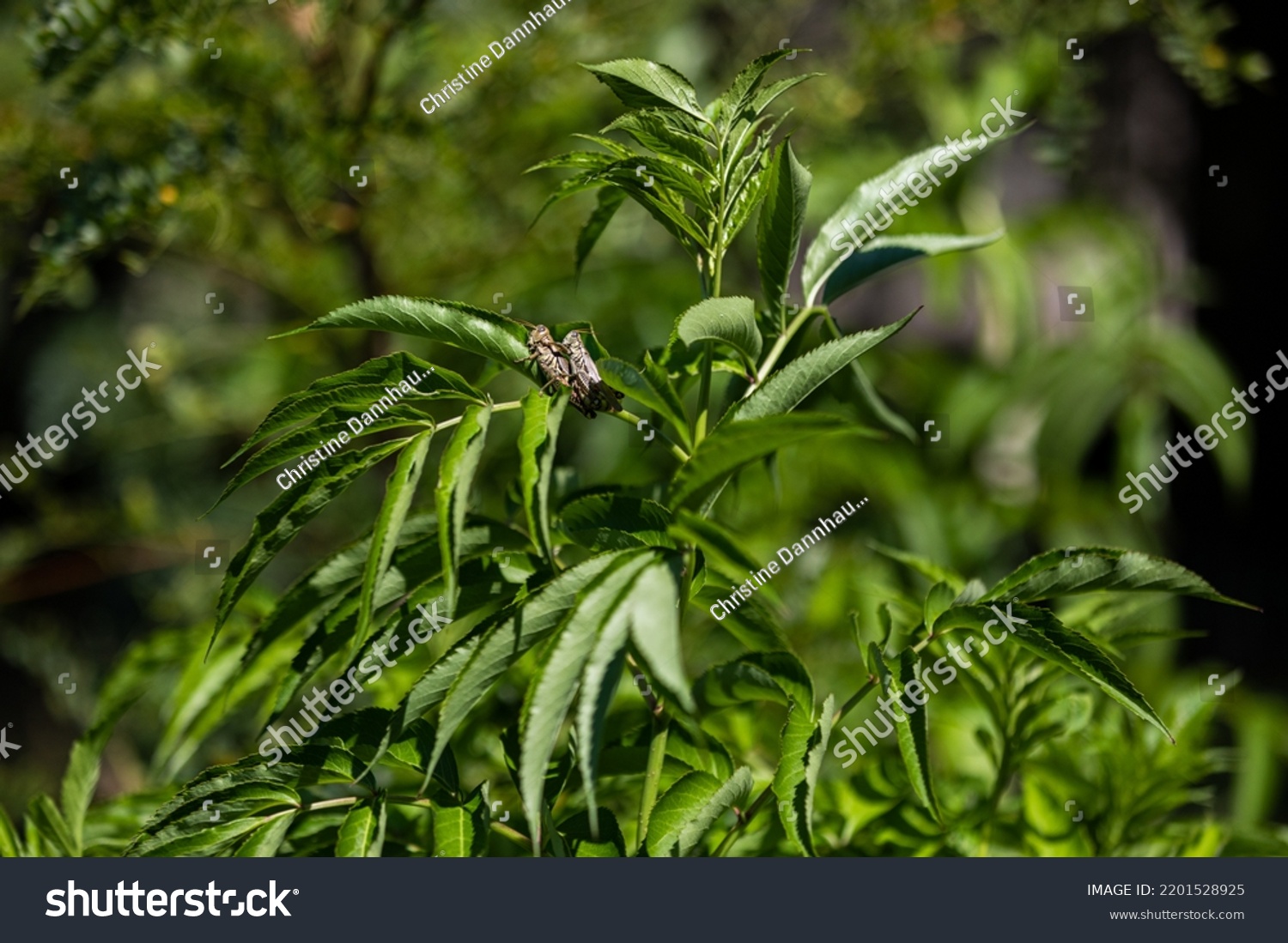 Differential Grasshopper Mating Miyawaki Forest Illinois Stock Photo ...