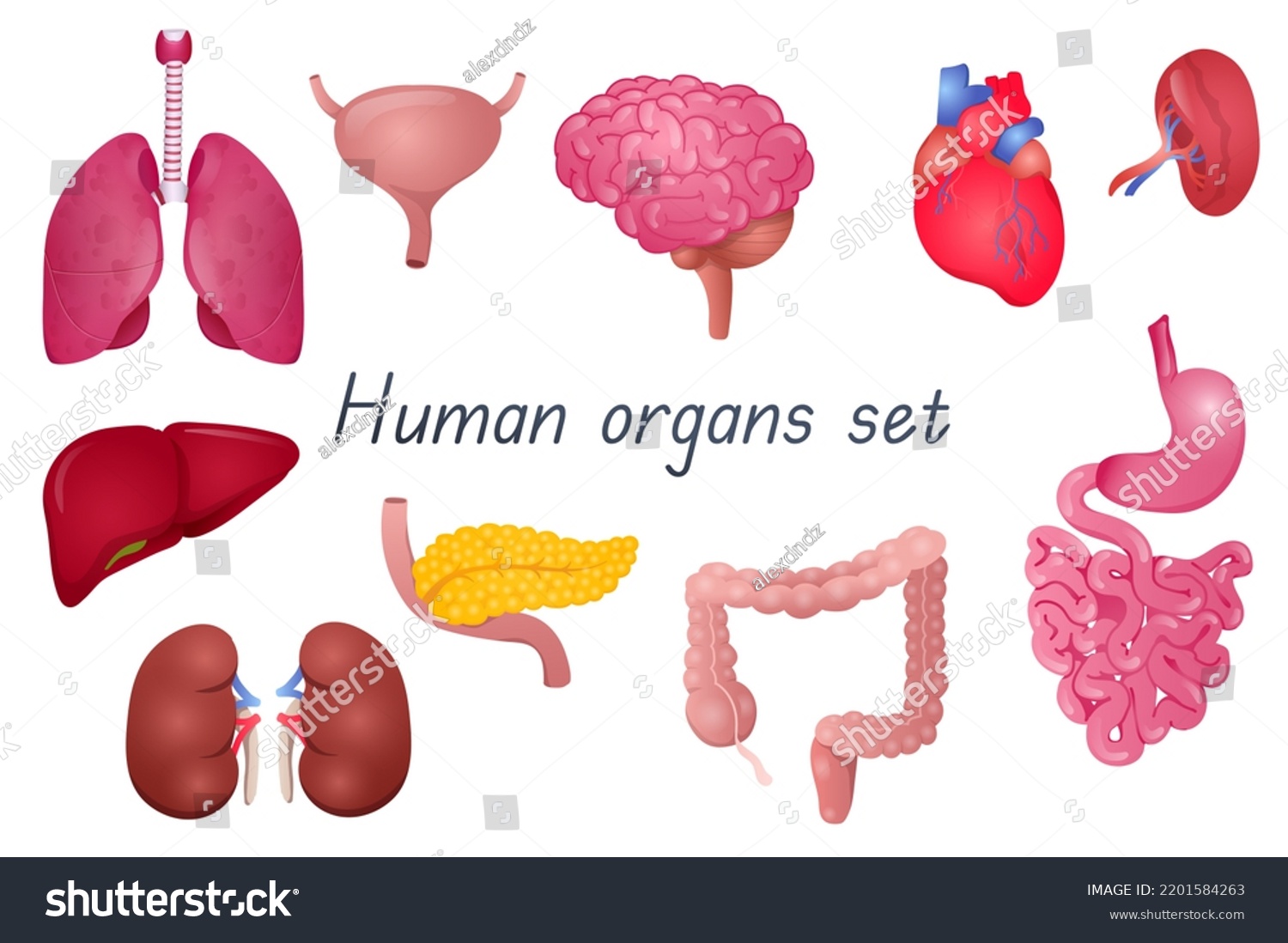 Human Organs 3d Realistic Set Bundle Stock Illustration 2201584263 Stock Photo Human Organs D Realistic Set Bundle Of Lungs Bladder Brain Heart Spleen Kidneys Liver 2201584263
