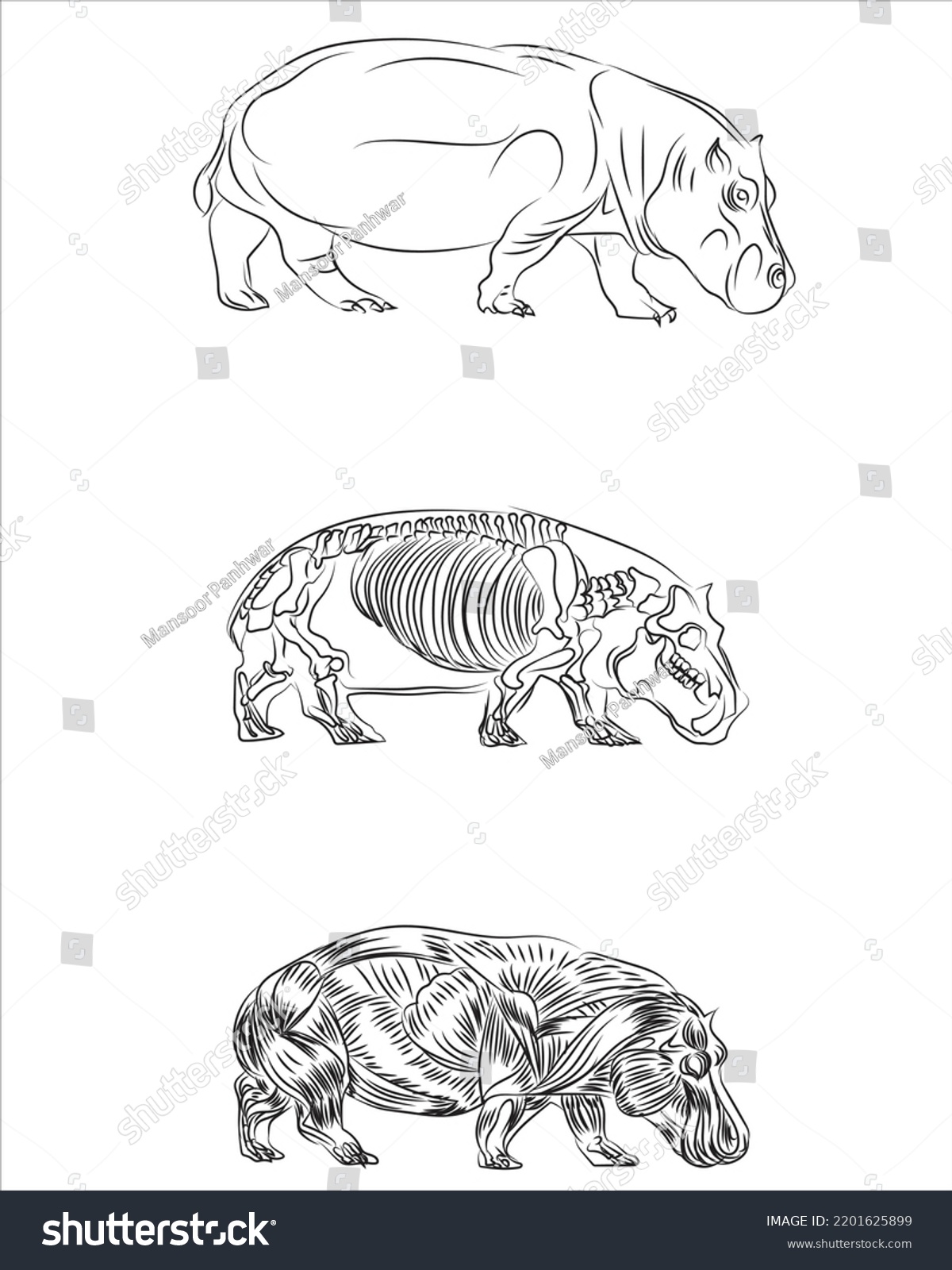 Set Diagrams Showing Internal Organs Hippopotamus Stock Vector (royalty 