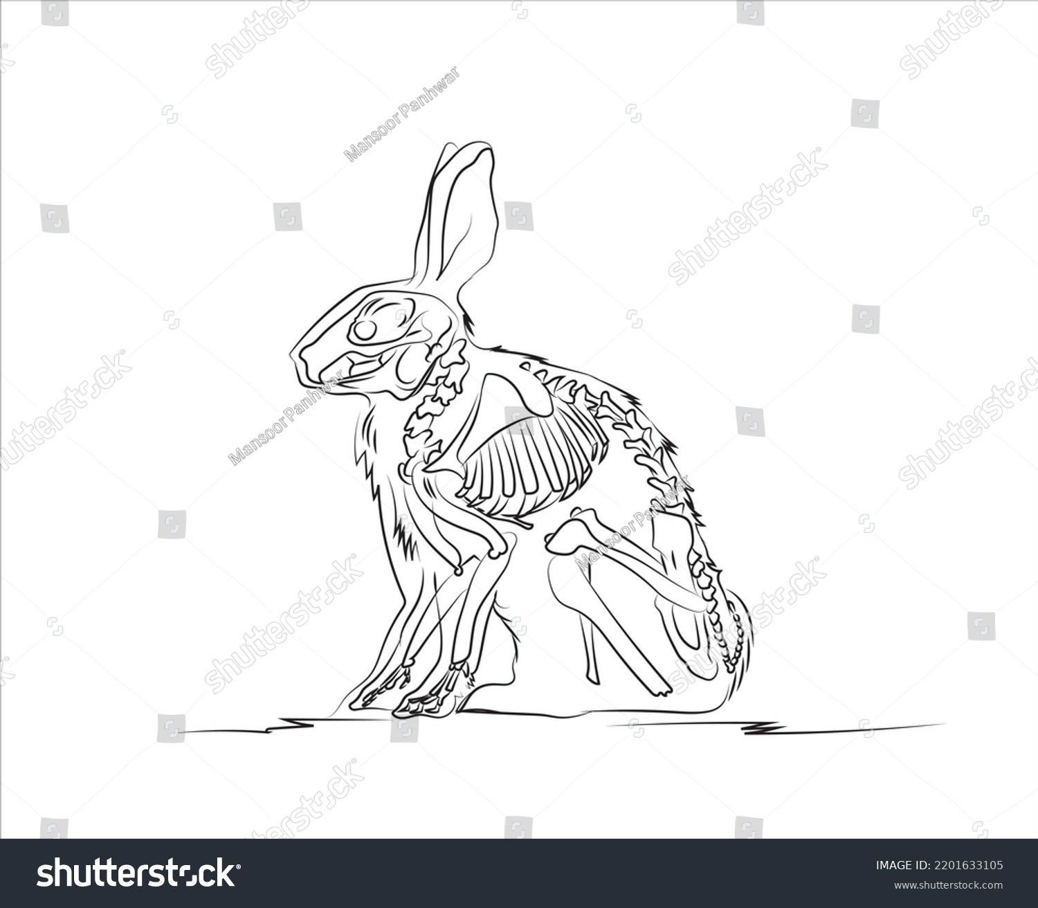 Diagram Showing Internal Organs Rabbit Anatomy Stock Vector Royalty Free 2201633105 Shutterstock 0021