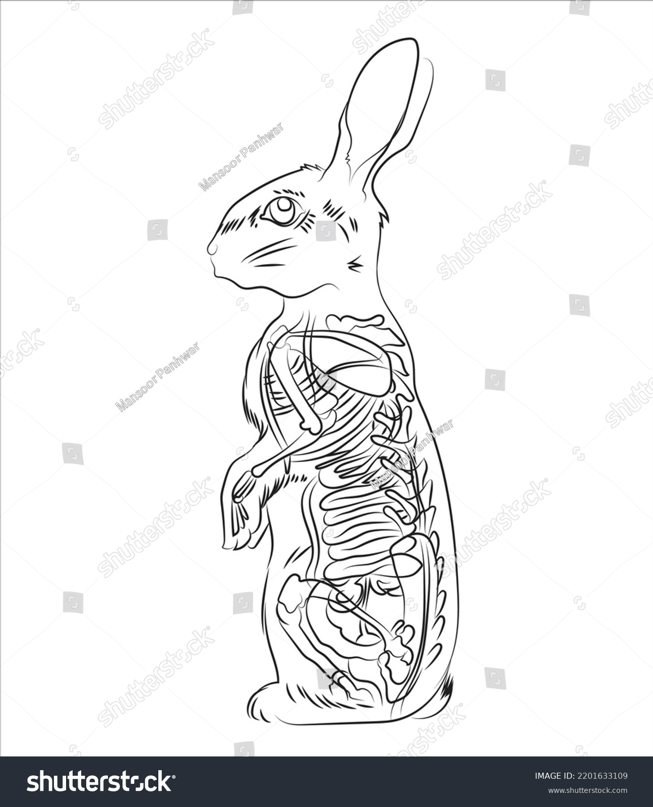 Diagram Showing Internal Organs Rabbit Anatomy: immagine vettoriale ...