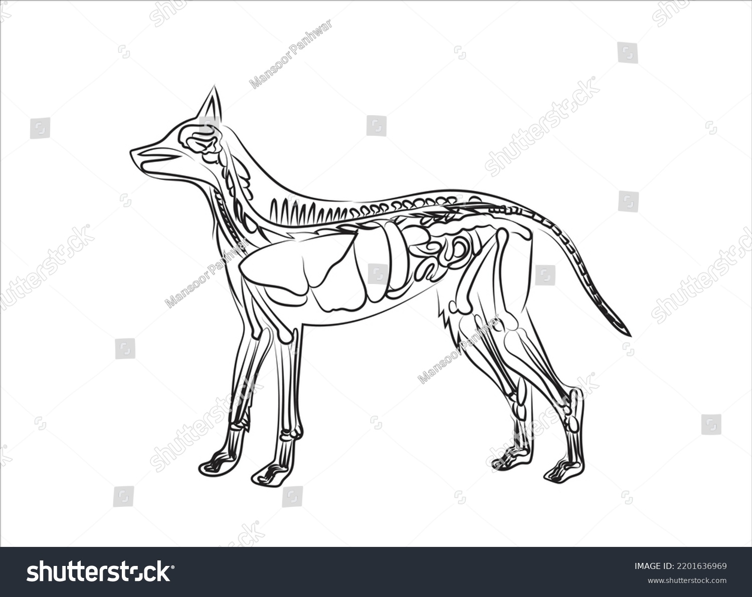 Diagram Showing Internal Organs Dog Anatomy Stock Vector (Royalty Free