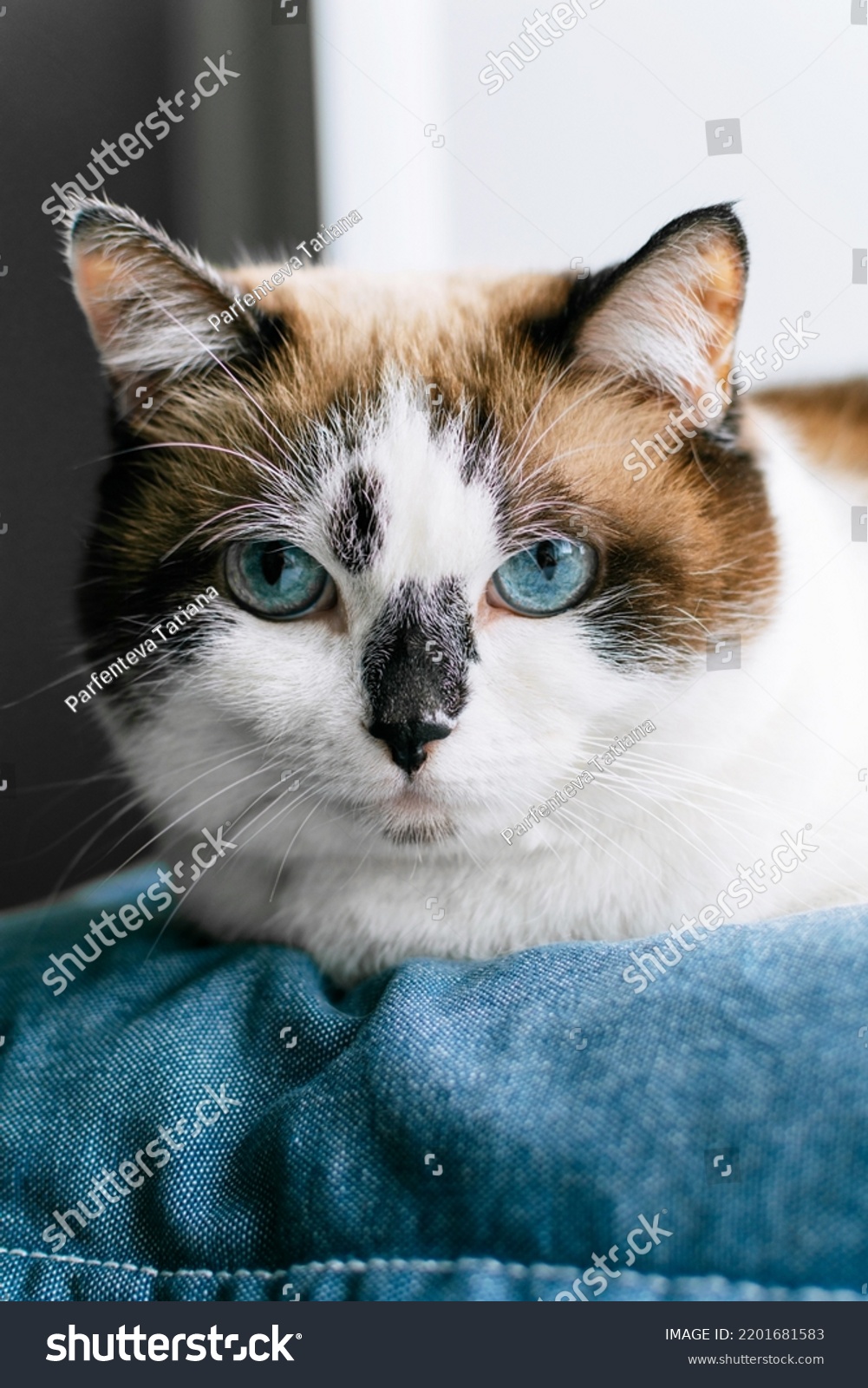 Closeup Tabby Cat Blue Eyes Lying Stock Photo 2201681583 Shutterstock