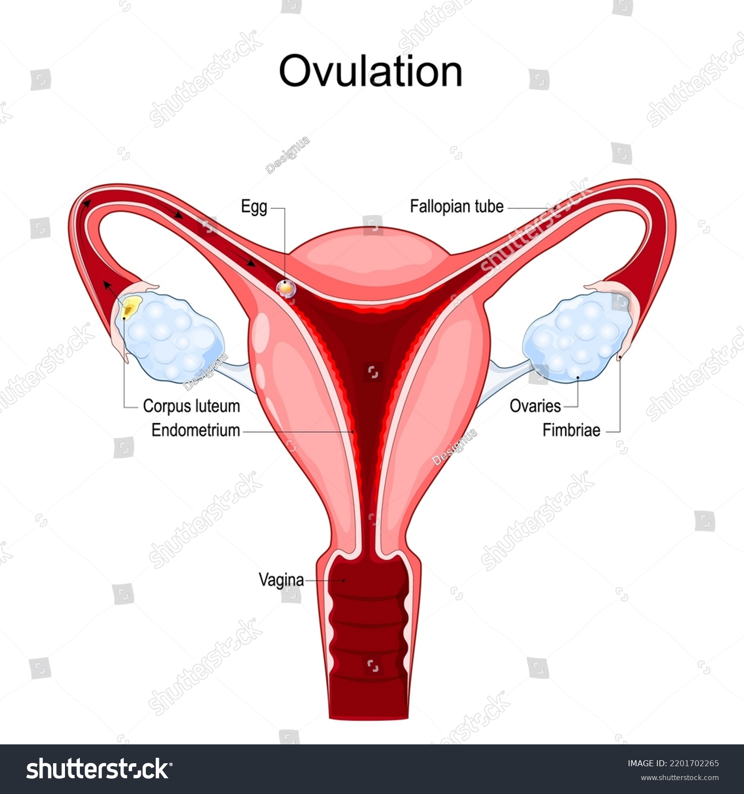 Ovulation Release Eggs Ovaries Human Uterus Stock Vector Royalty Free 2201702265 Shutterstock