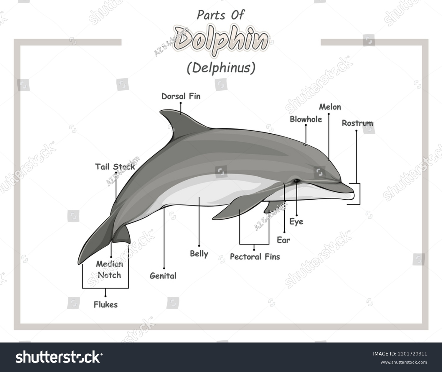 Parts Dolphin Illustration Vector File Ready Stock Vector (royalty Free 